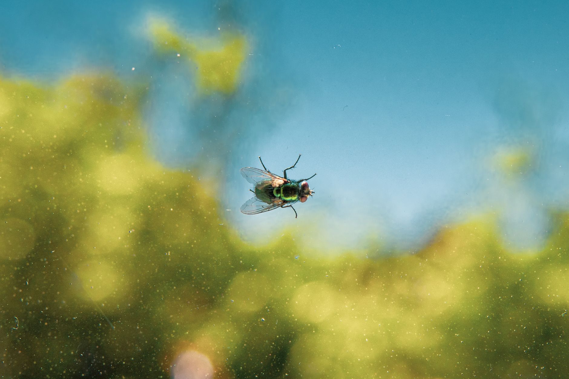 Pest Control service in Vineyard Haven, MA