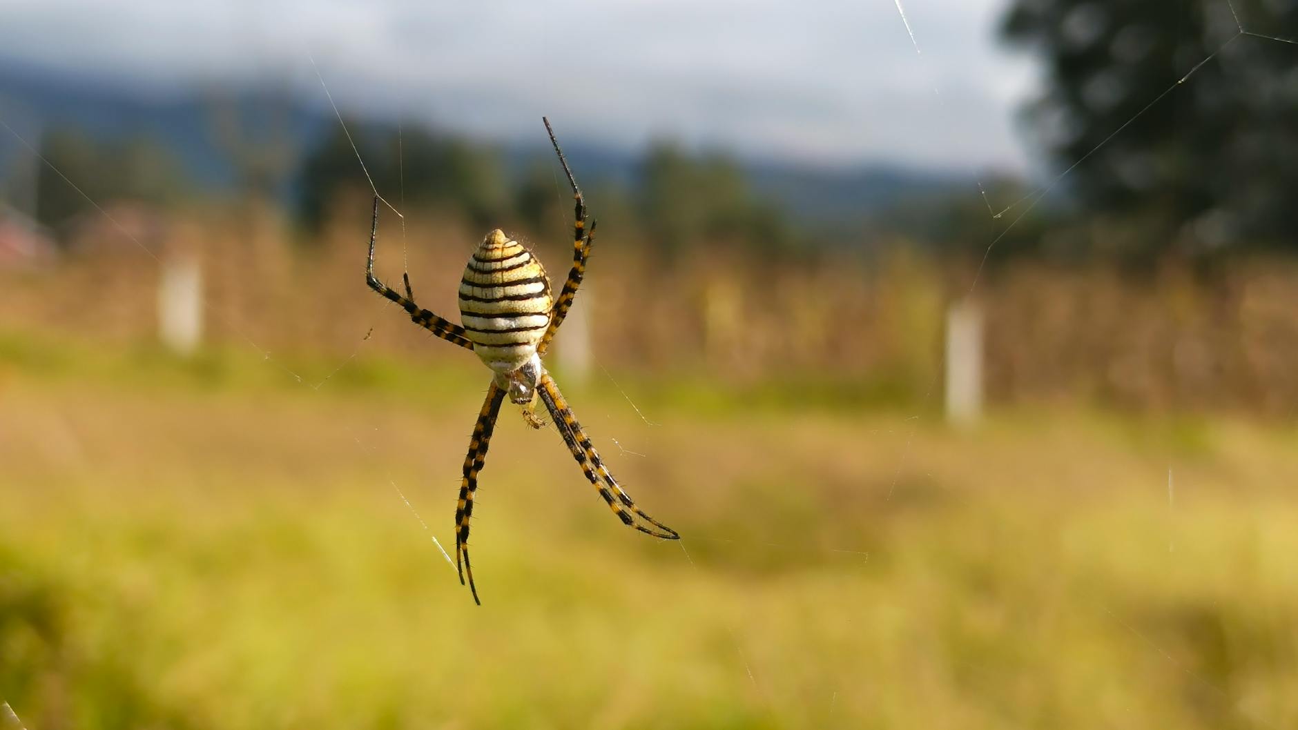 Pest Control service in Cleveland, OH