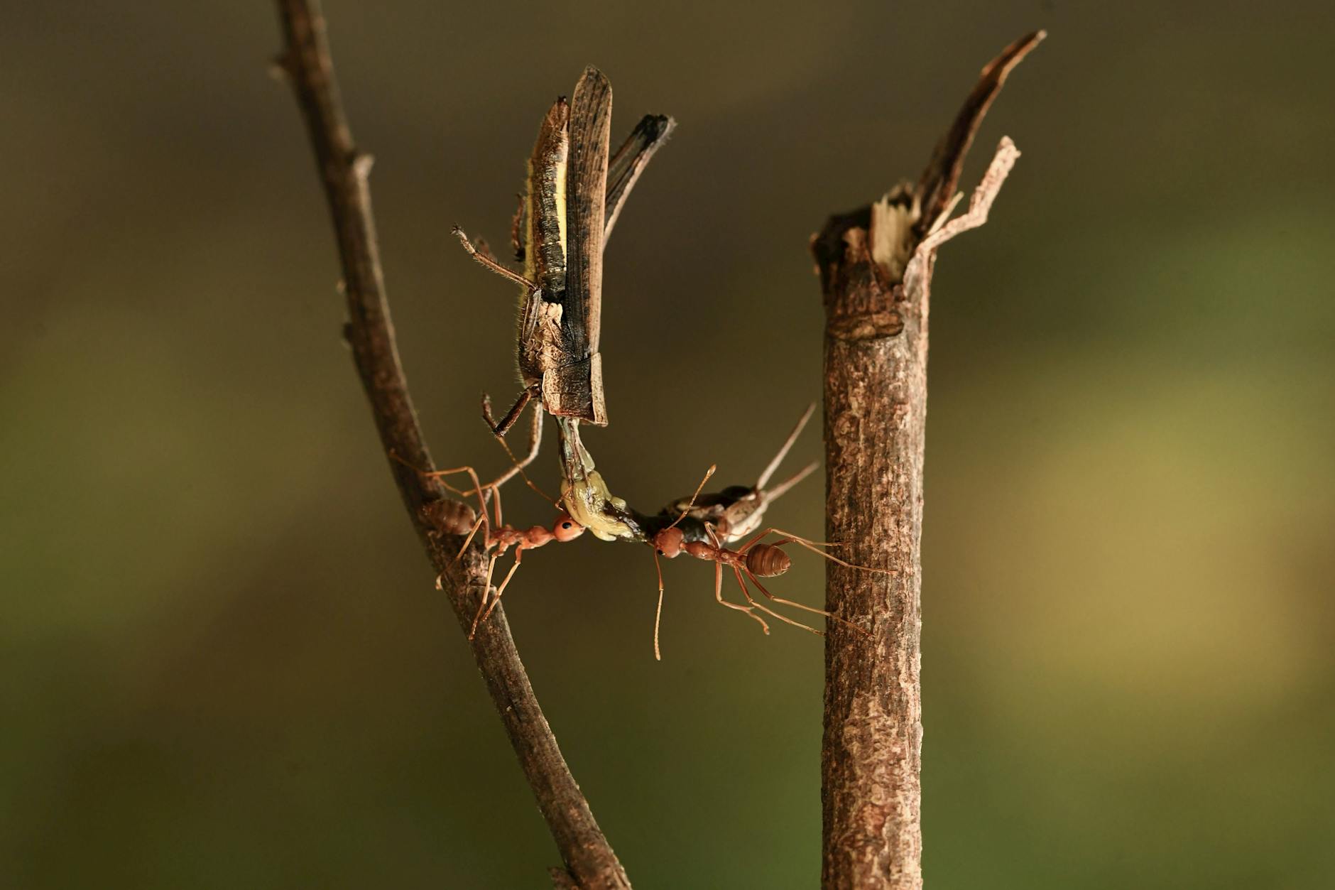 Mosquito control in Fort Thomas, KY
