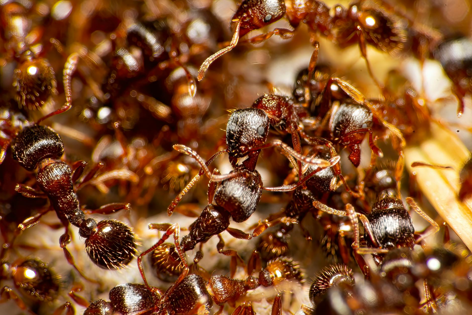 Pest Control service in Lake City, FL