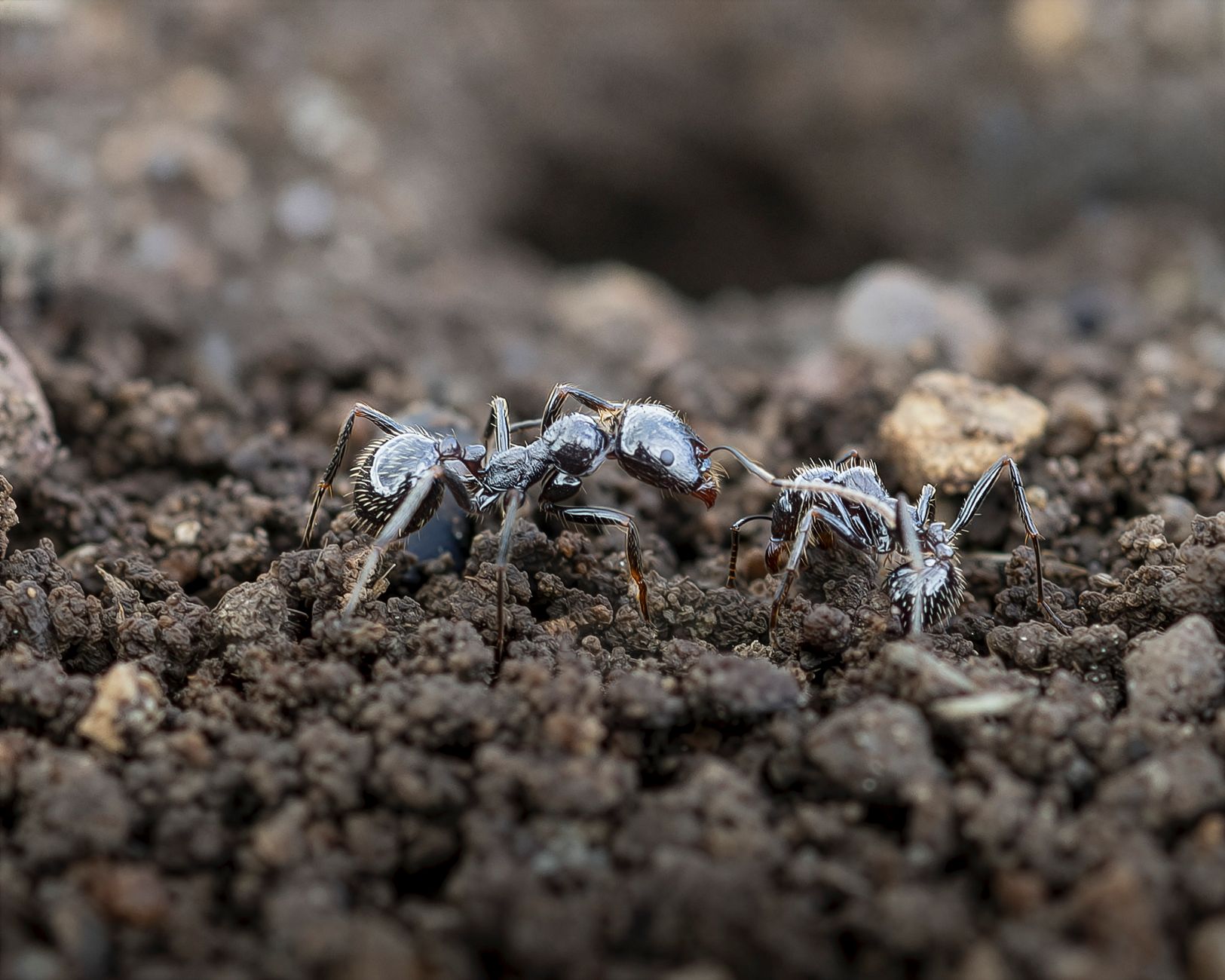 Pest Control service in New York, NY