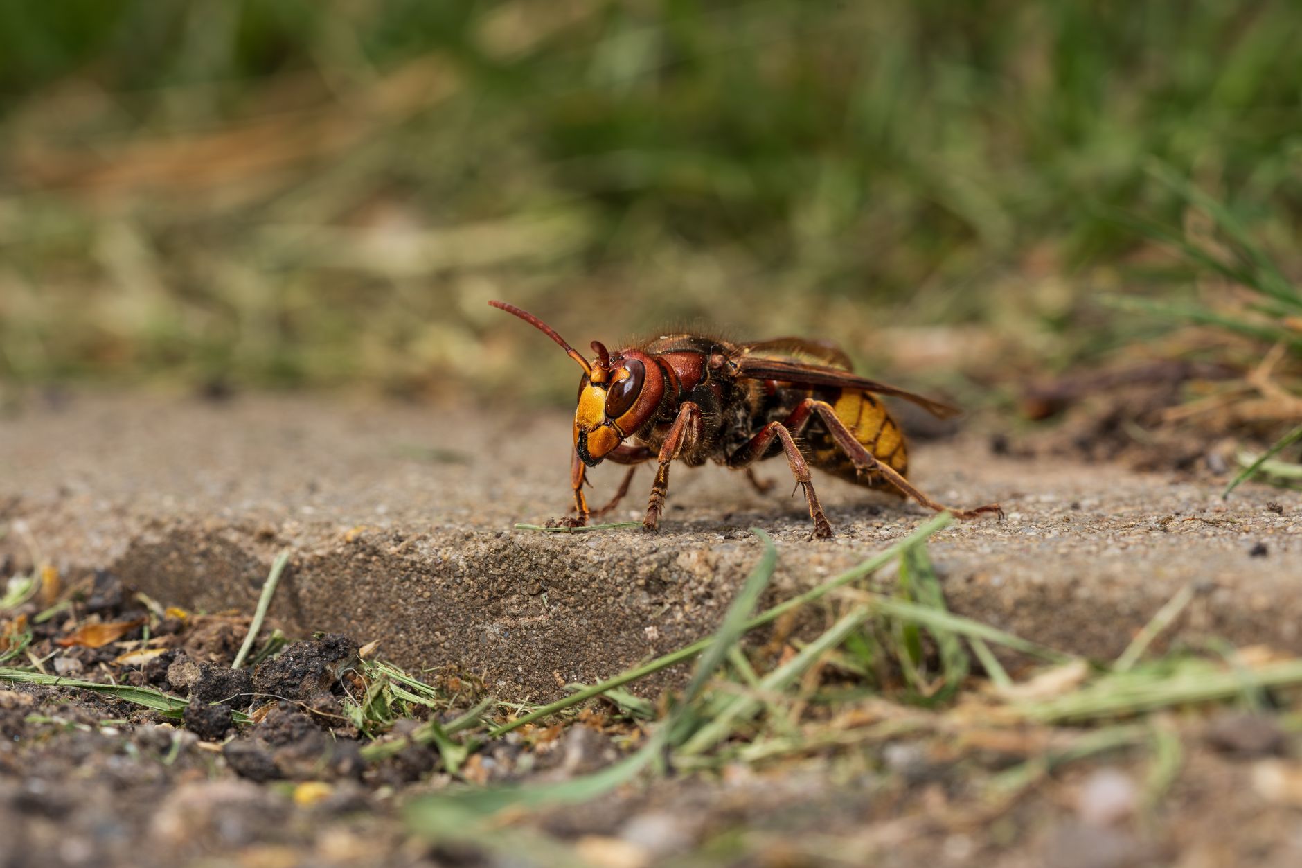Pest Control service in Moses Lake, WA