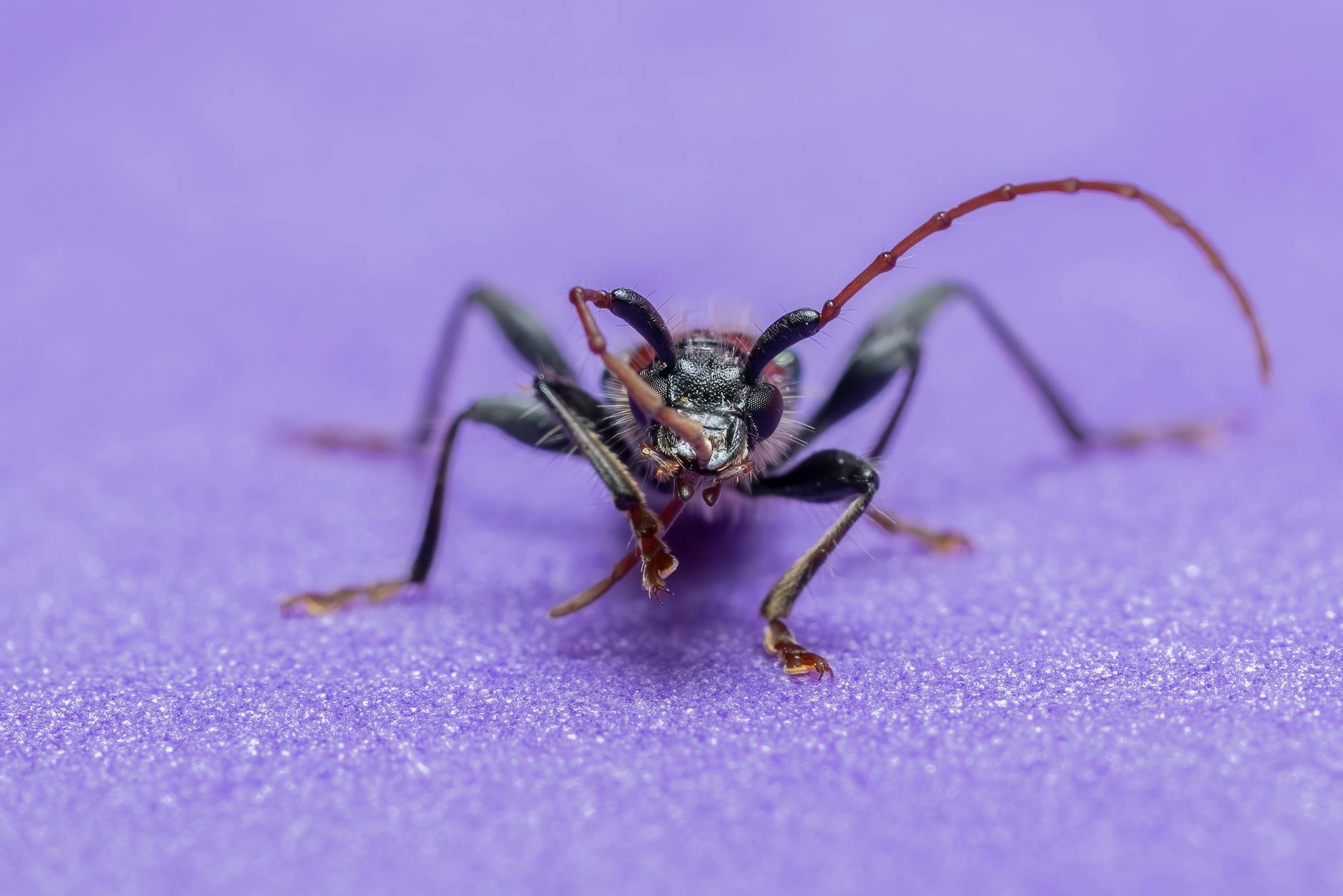 BioTech Pest Management — pest control in Hingham, MA