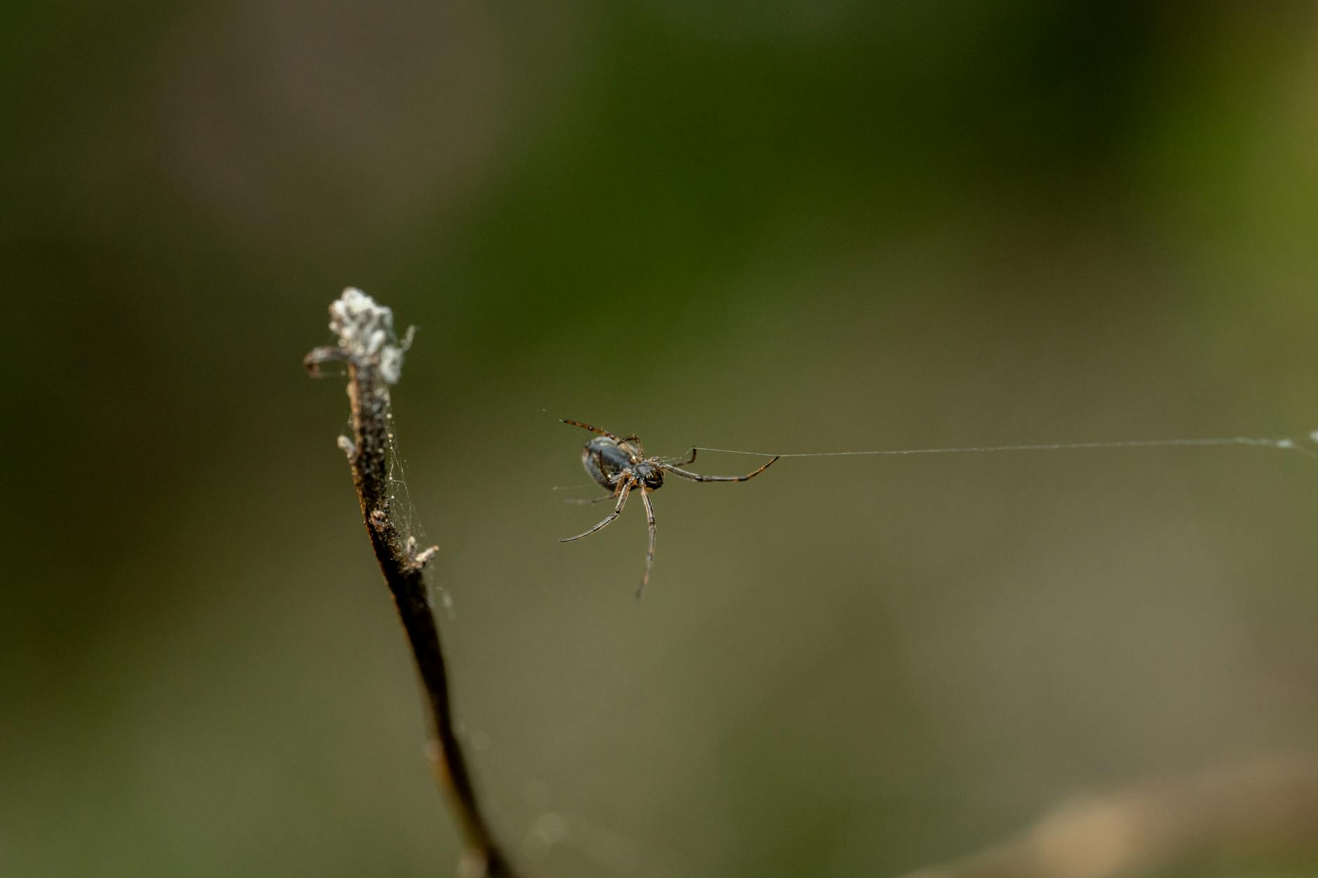 Green Pest Management LLC — pest control in Vineyard Haven, MA