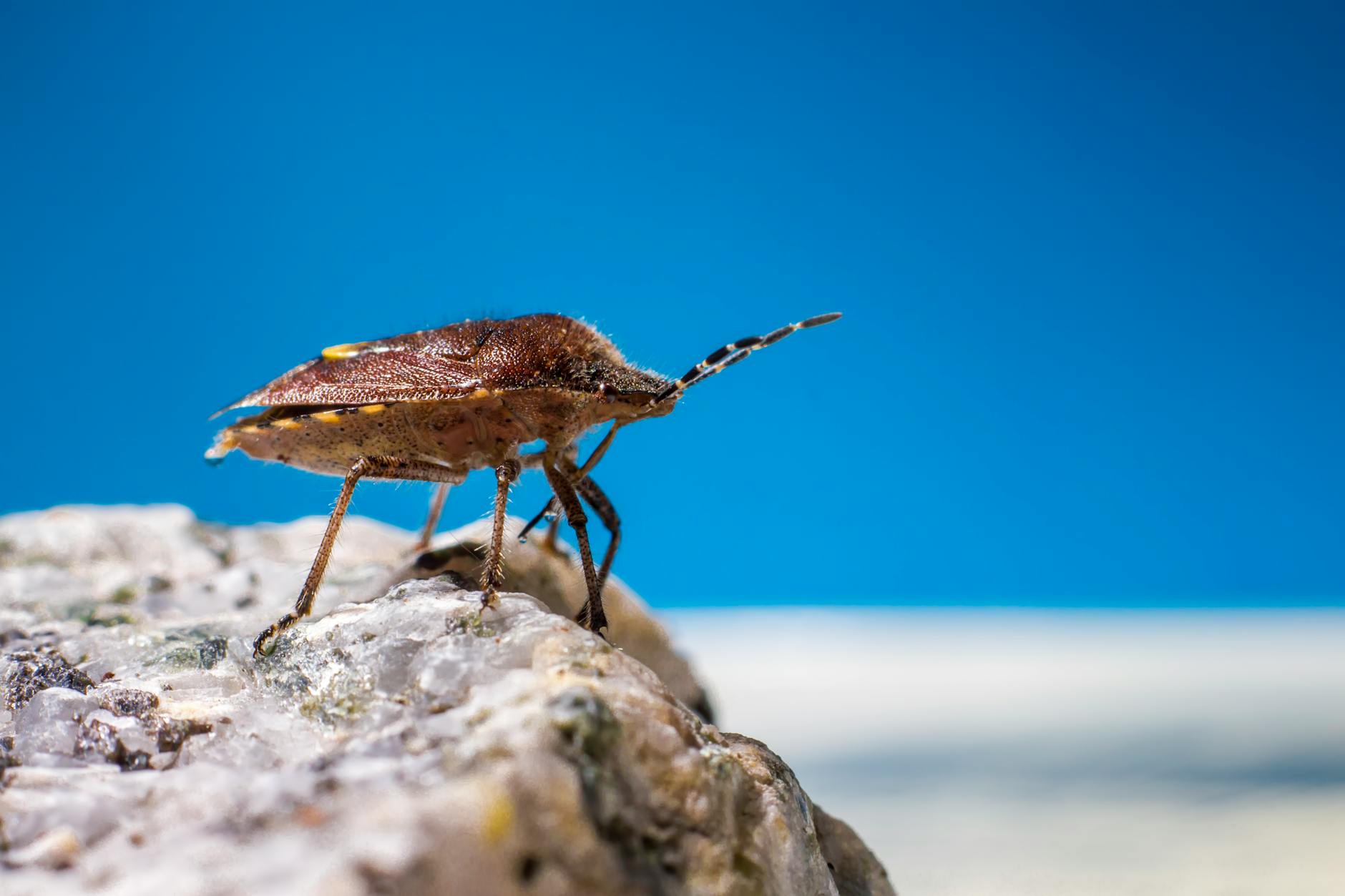Pest Control service in Washington
