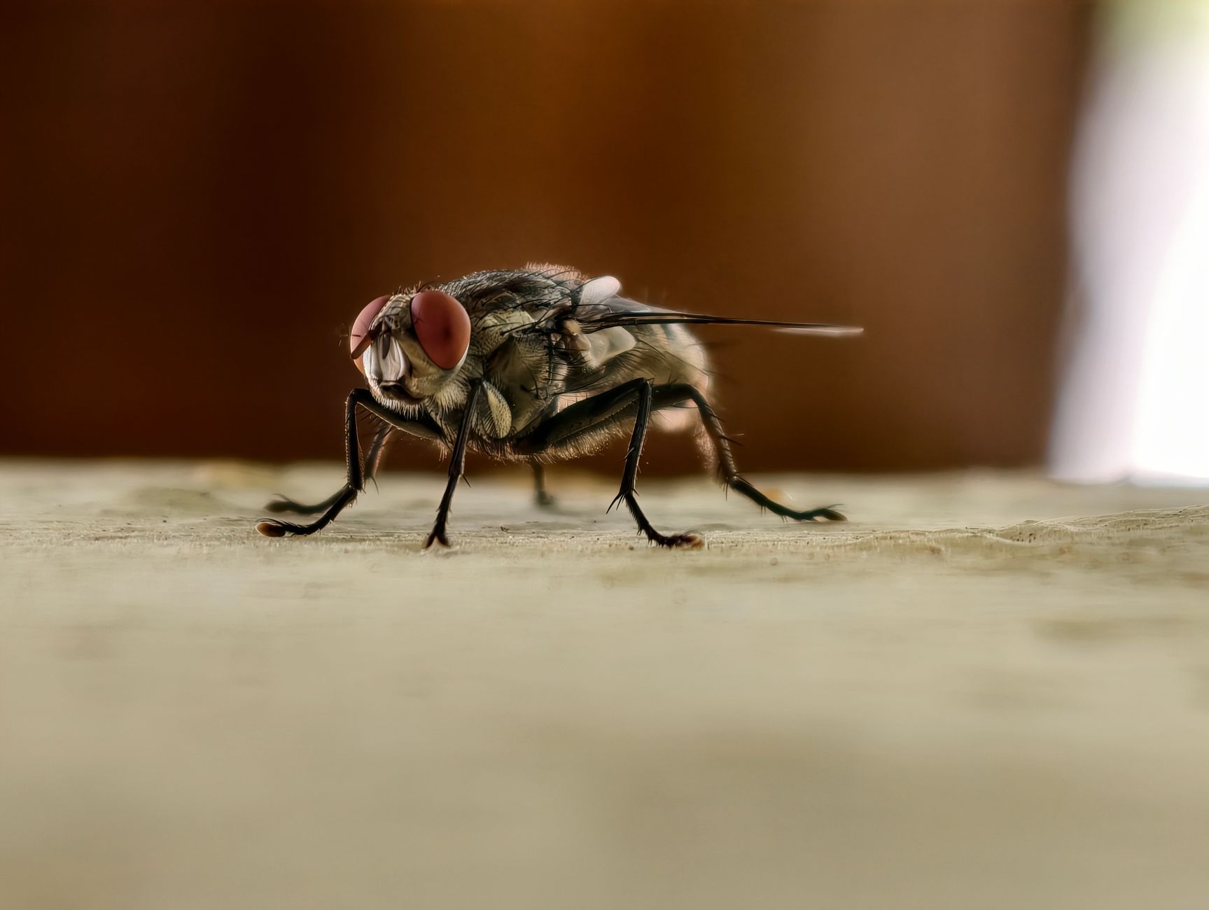 Mosquito control in Chapel Hill, NC