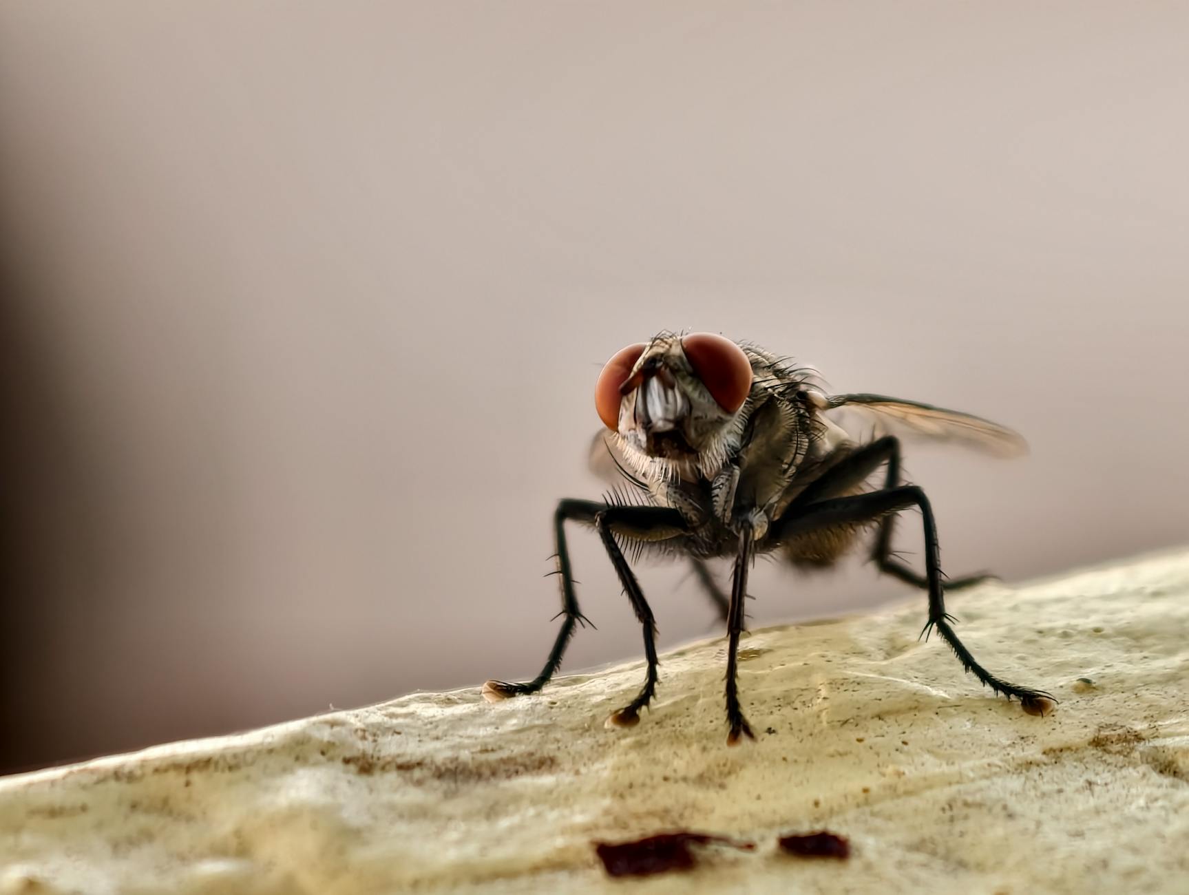 Pest Control service in Lenexa, KS