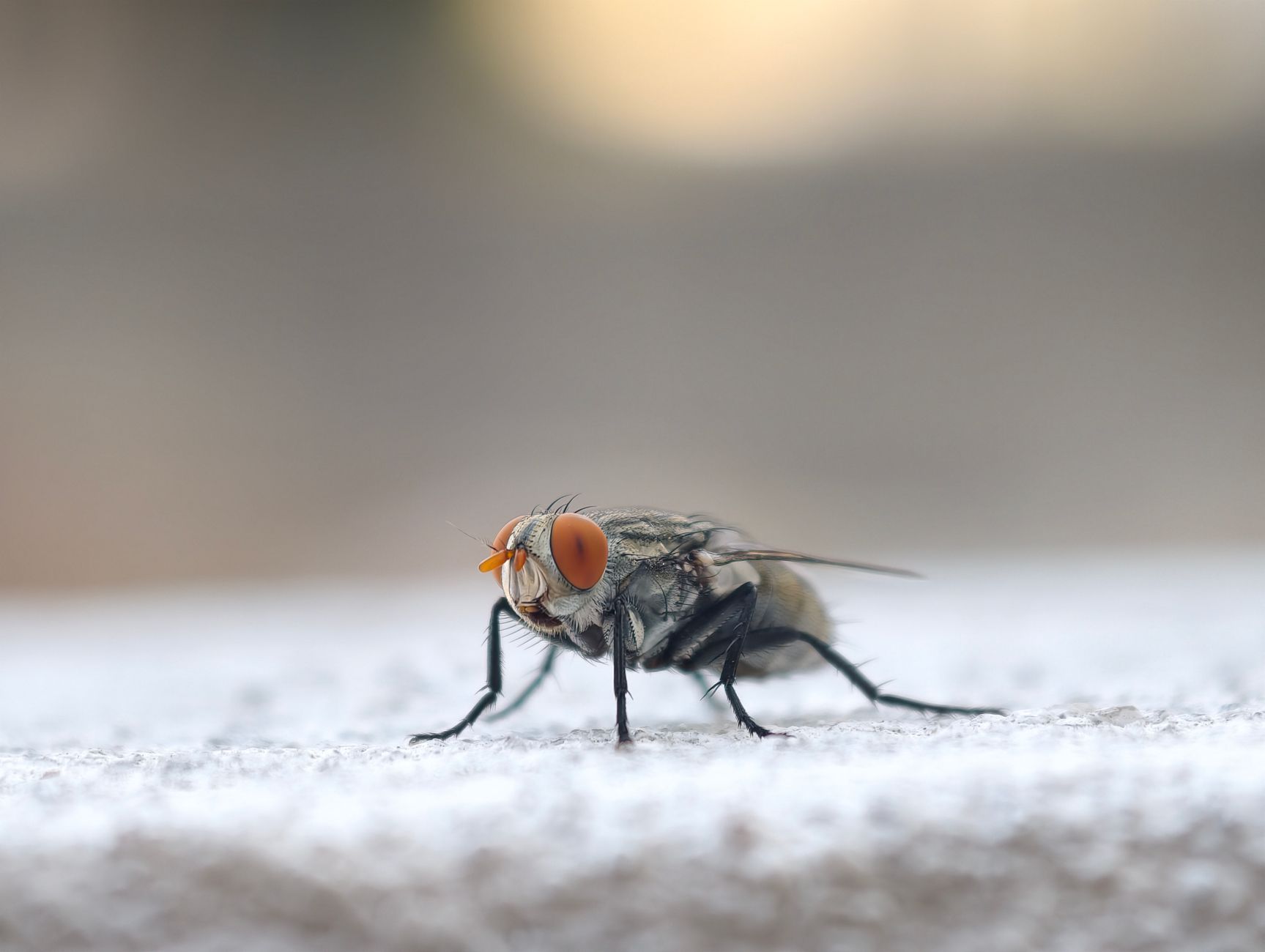 Termite control in Massillon, OH