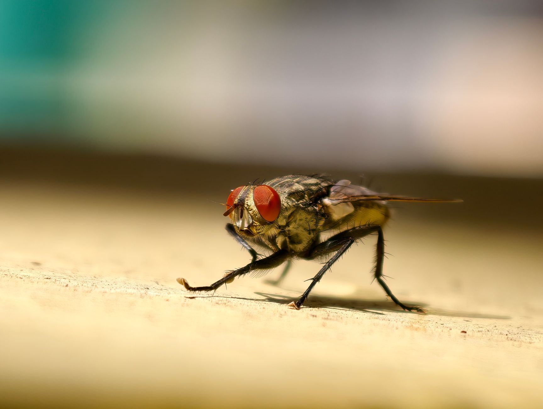 General pest control in Milwaukee, WI