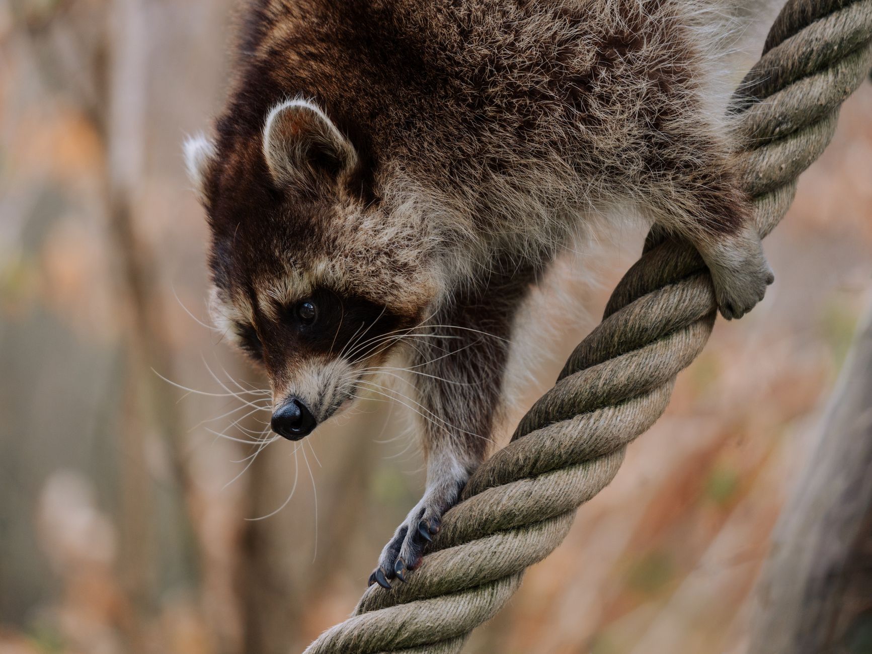 Pest Control service in Aventura, FL