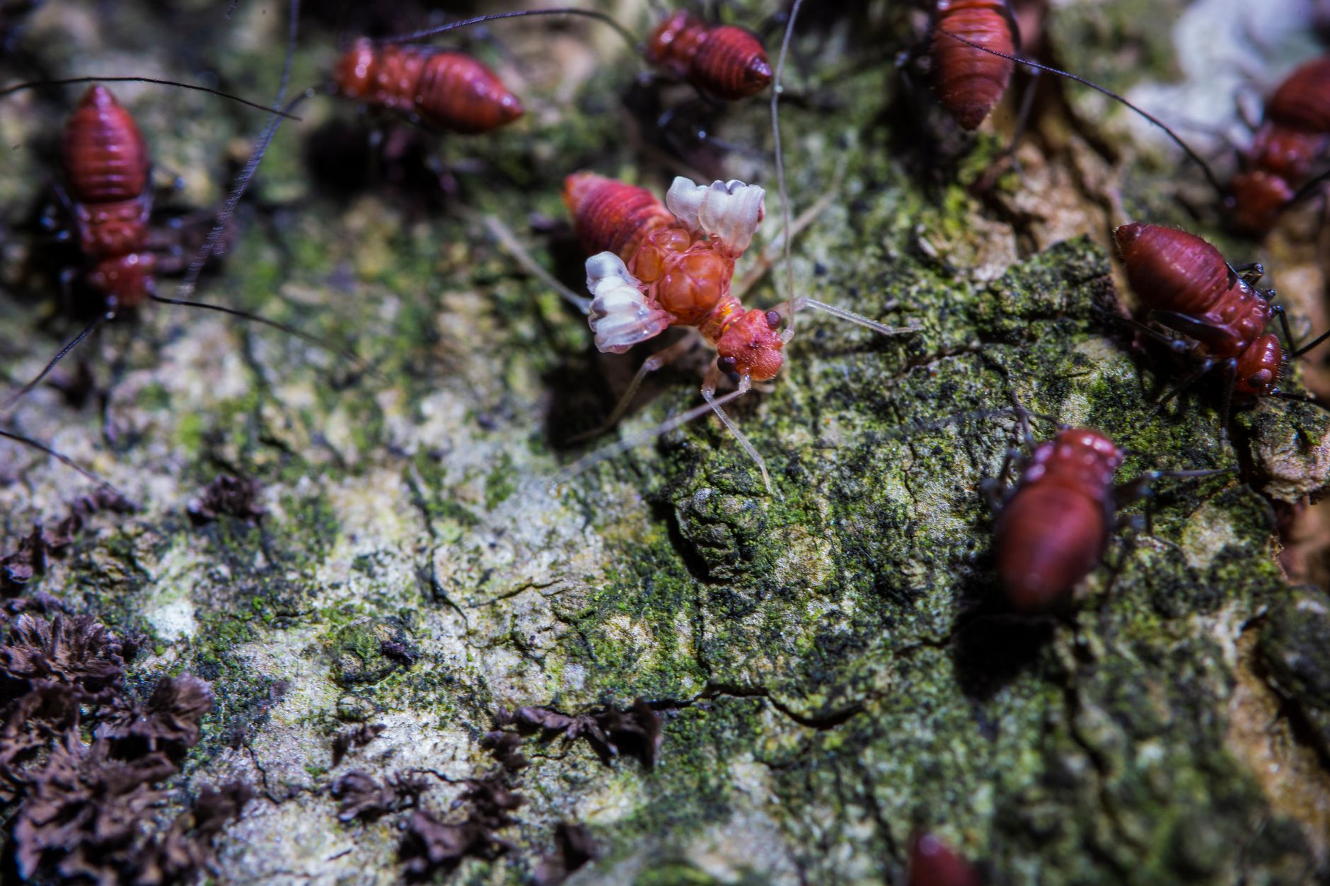 D&G Exterminating Co.,Inc. — pest control in Reading, OH