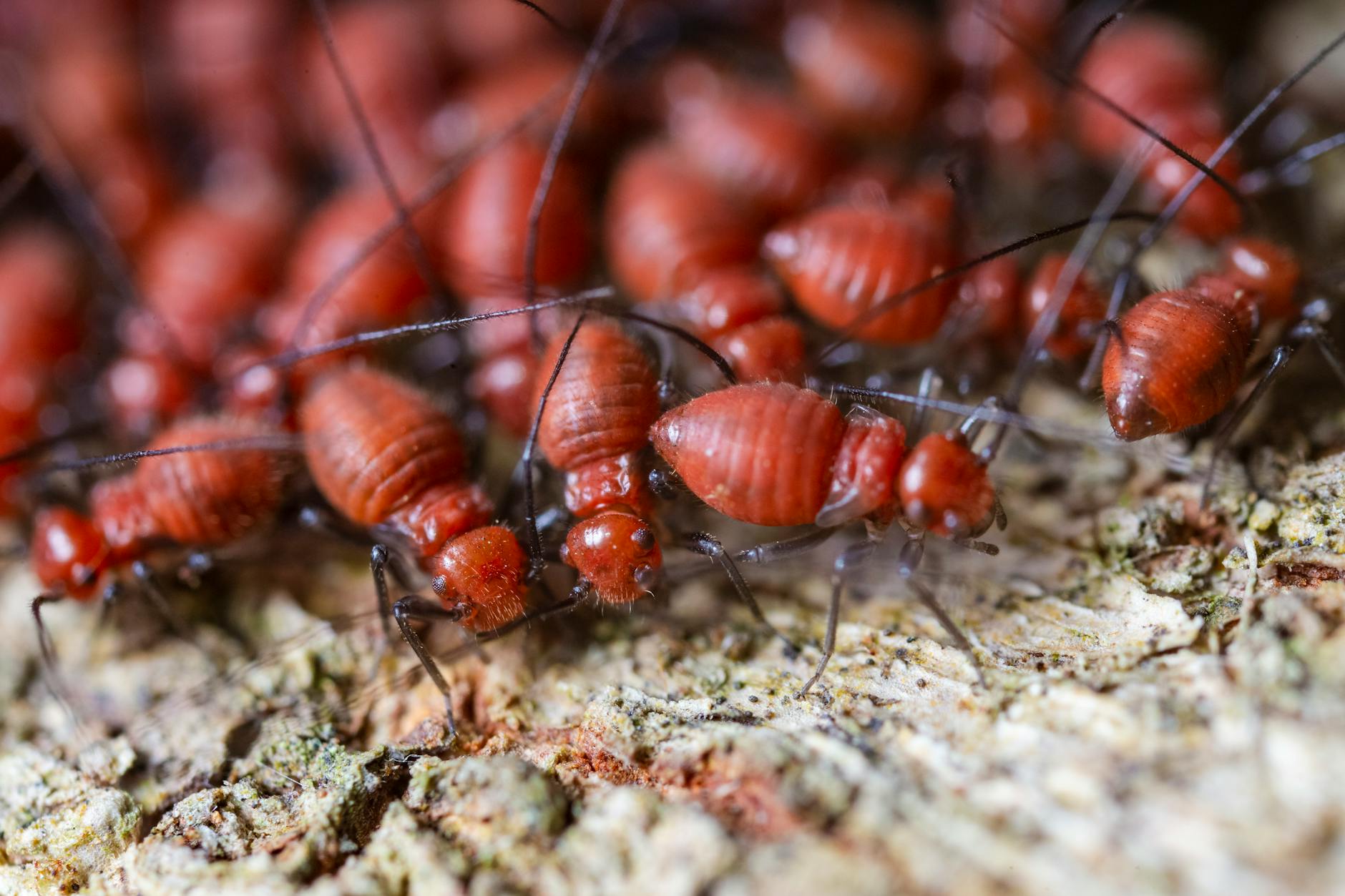 Big Horn Pest Control — pest control in Decatur, IL