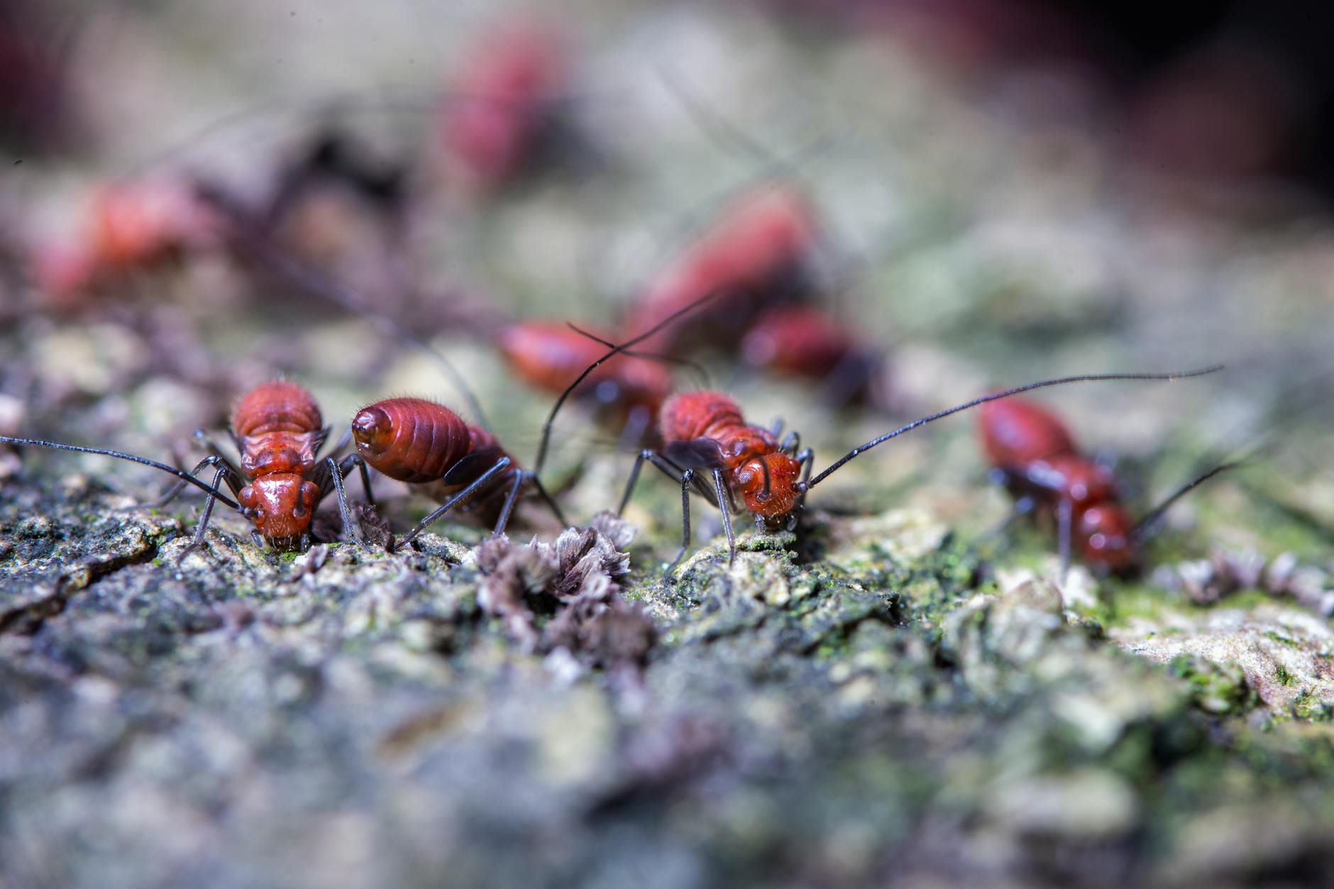 D W Pest Control Inc — pest control in Wickliffe, OH