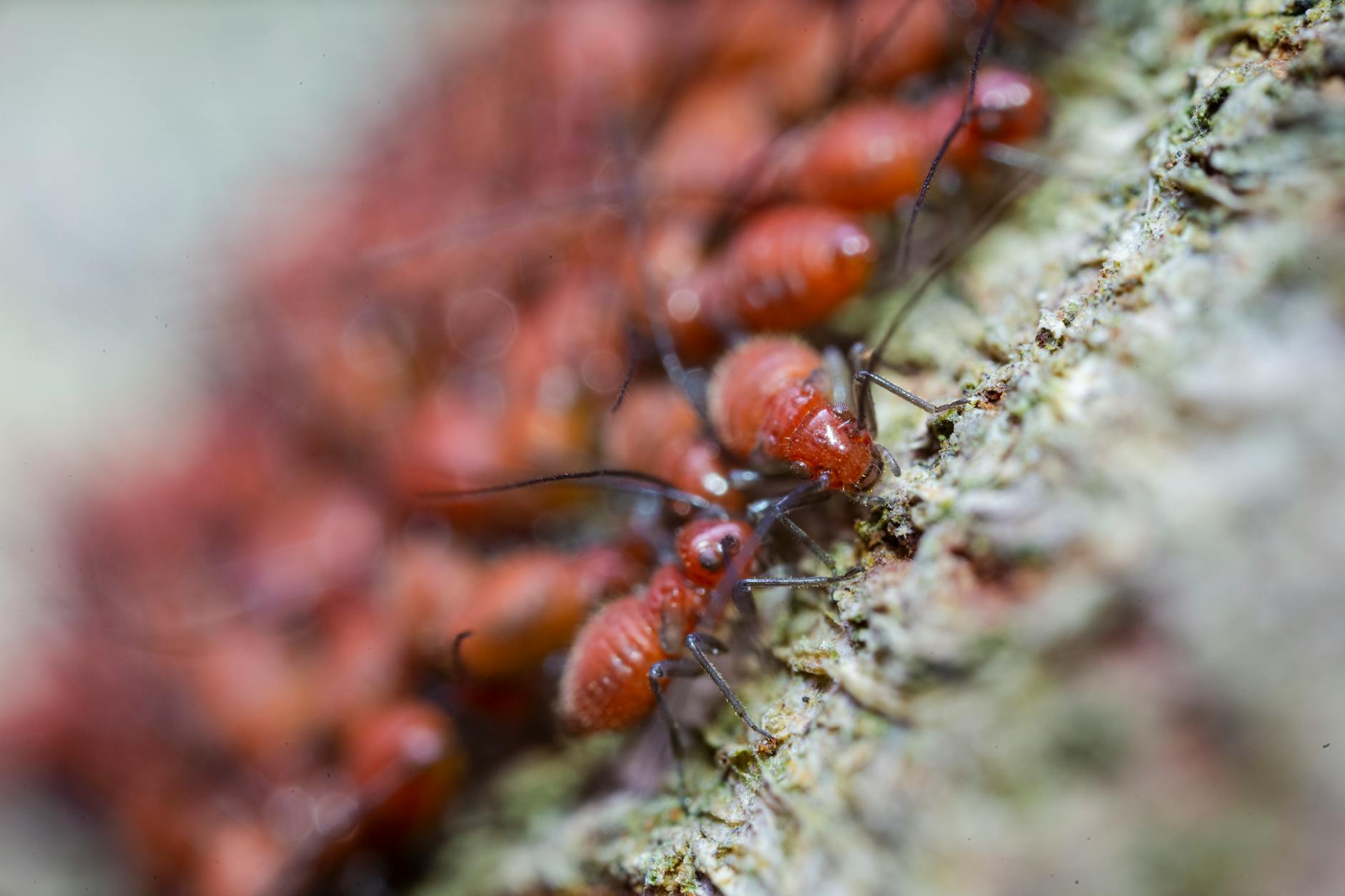 Pest Control service in Deland, FL