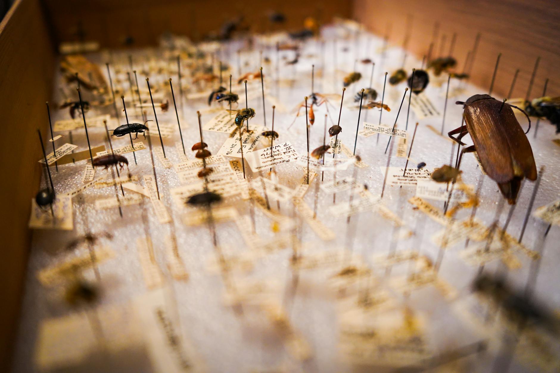 Pest Control service in Navarre, FL