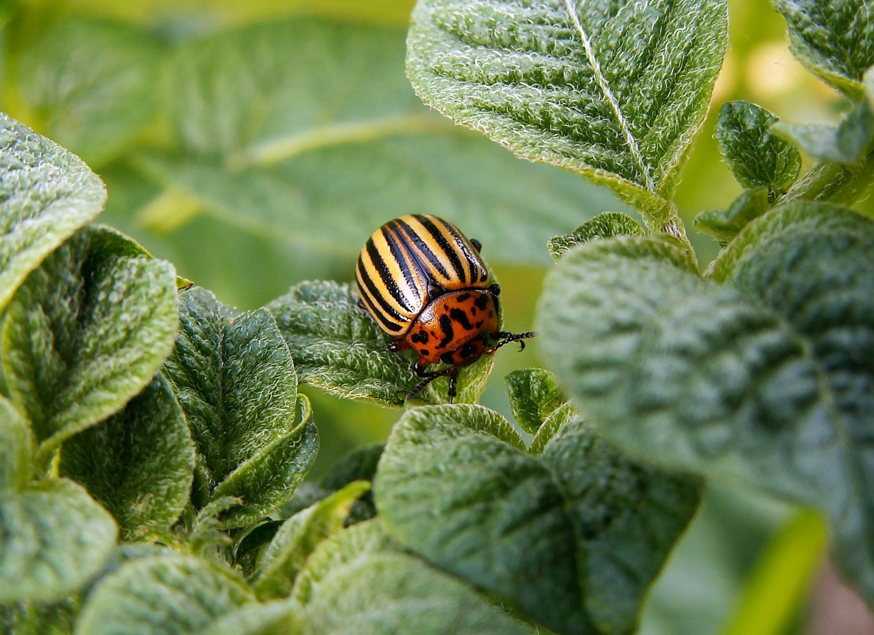 Wildlife removal in Birmingham, AL