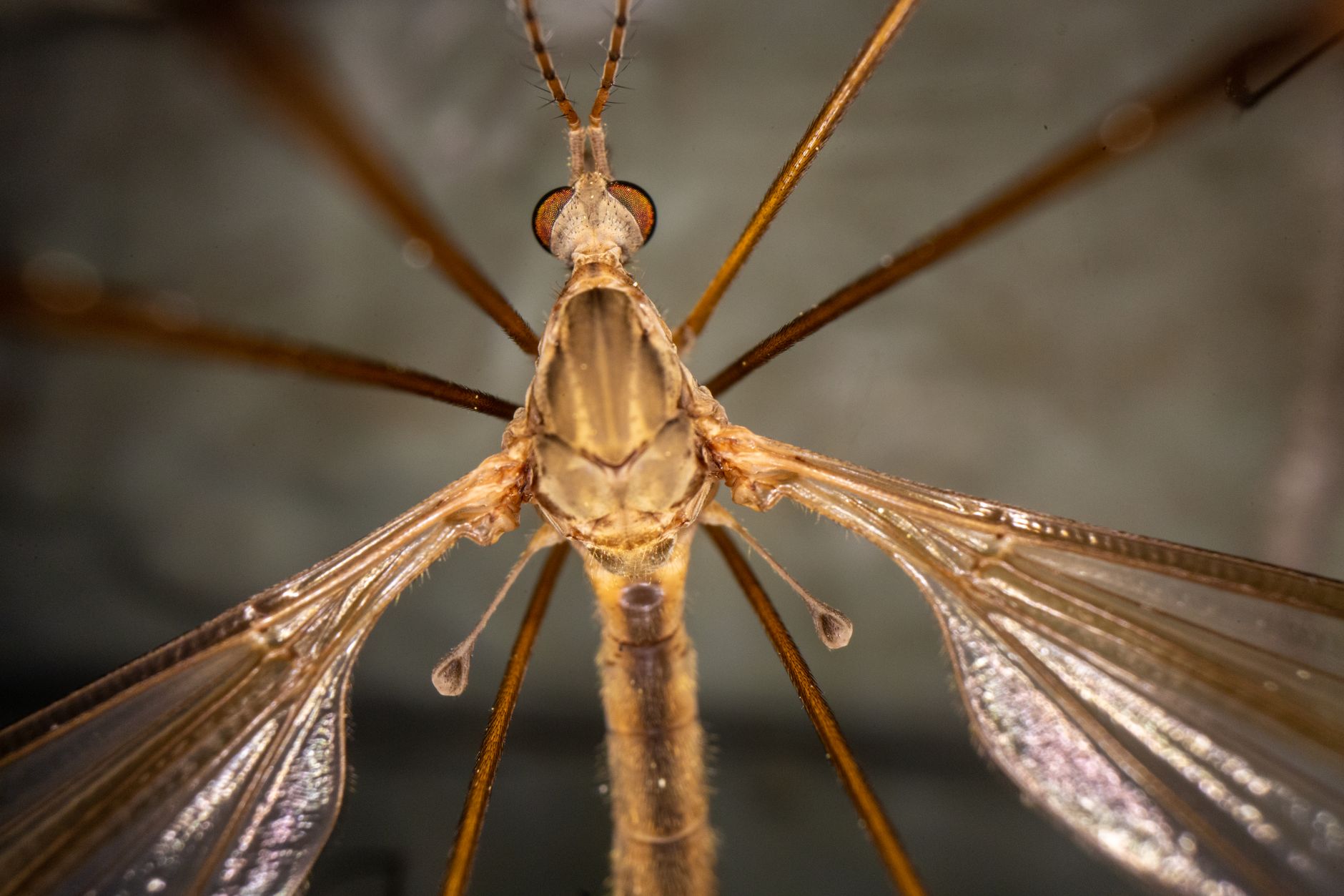 Pest Control service in Missouri