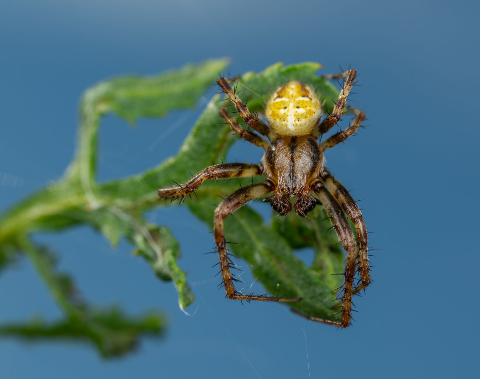 Pest Control service in Kansas City, MO