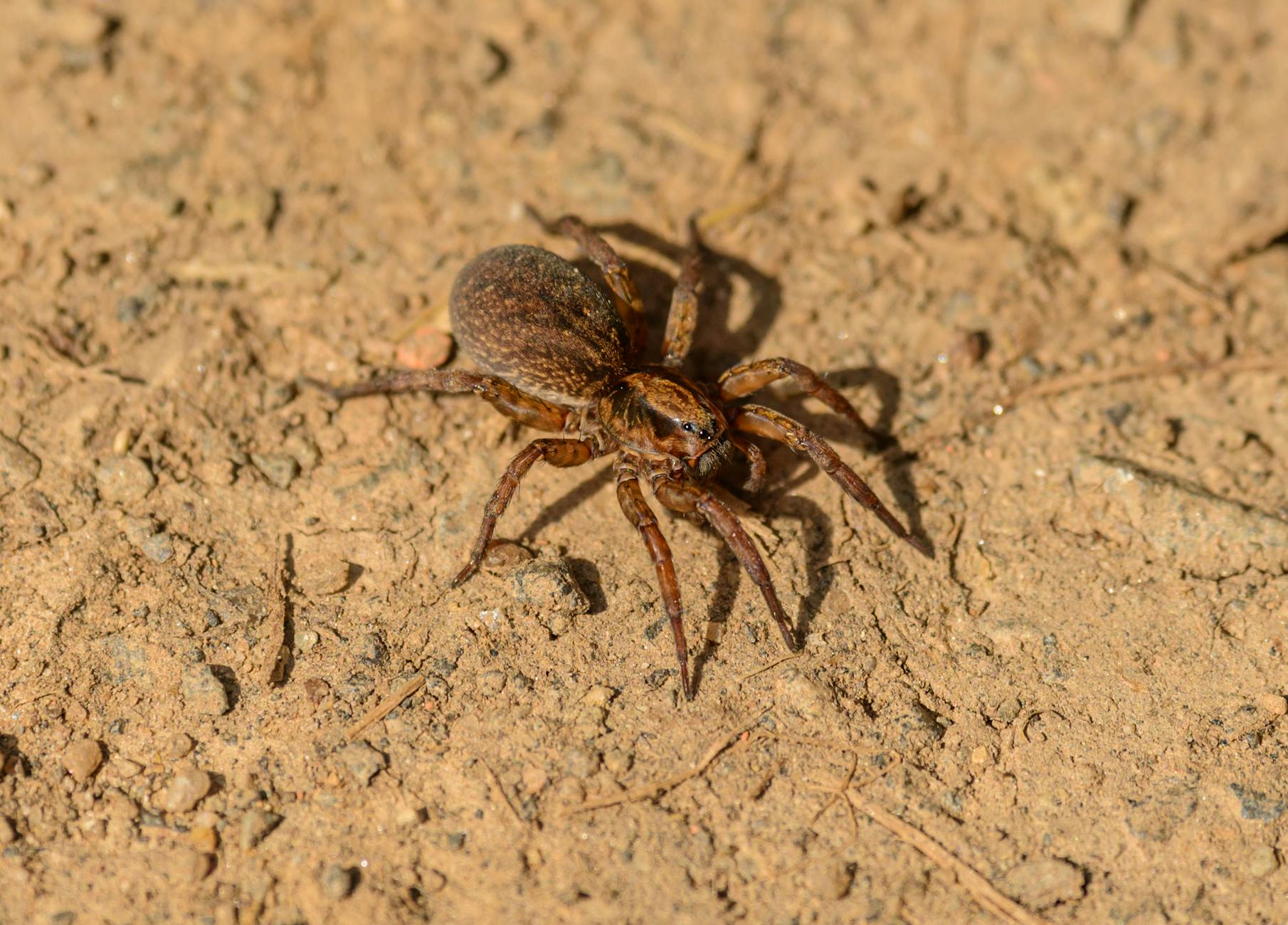 Bed bug treatment in Champaign, IL