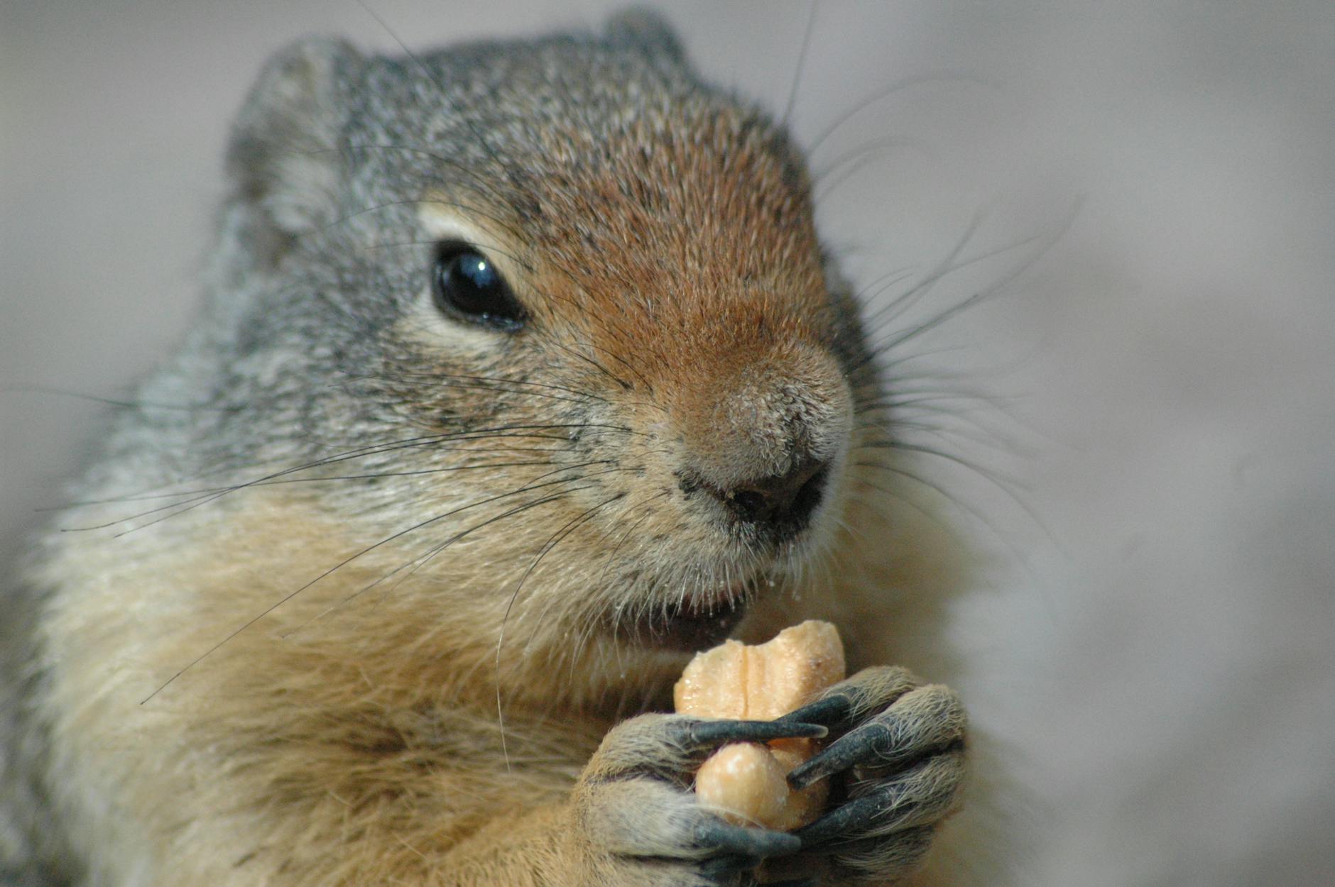 Pest Control service in Southbridge, MA