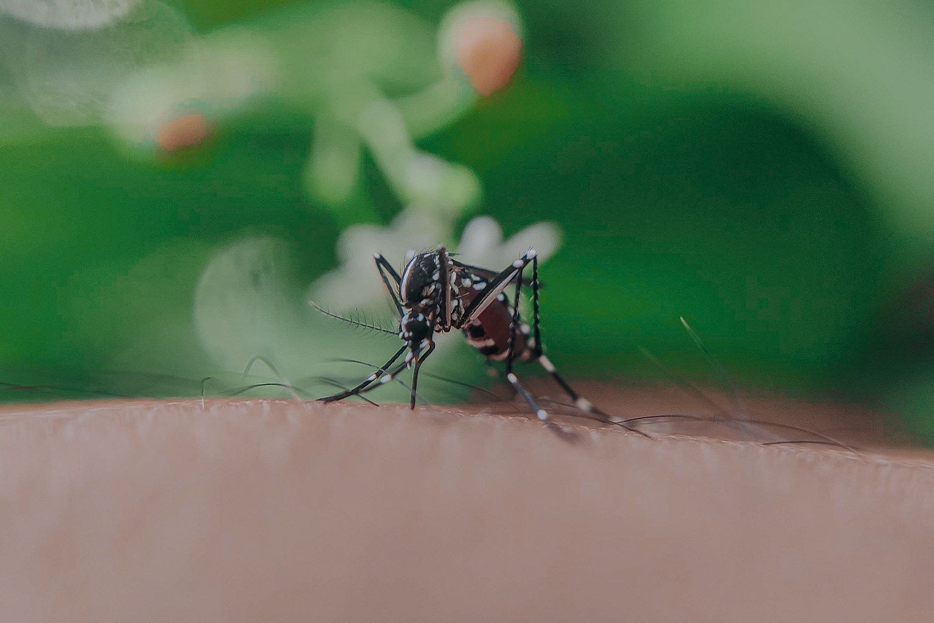 Pest Control service in Van Wert, OH