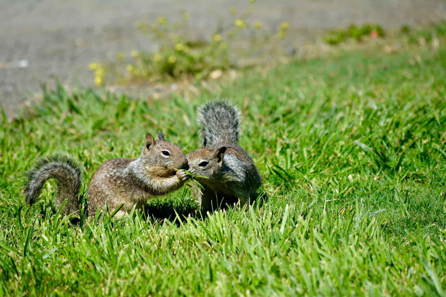 Pest Control service in Middletown, NY