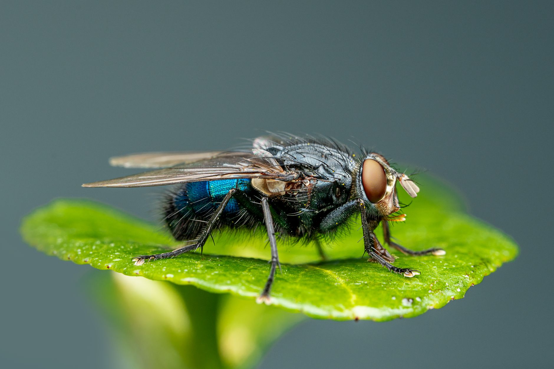 Pest Control service in Parma, OH