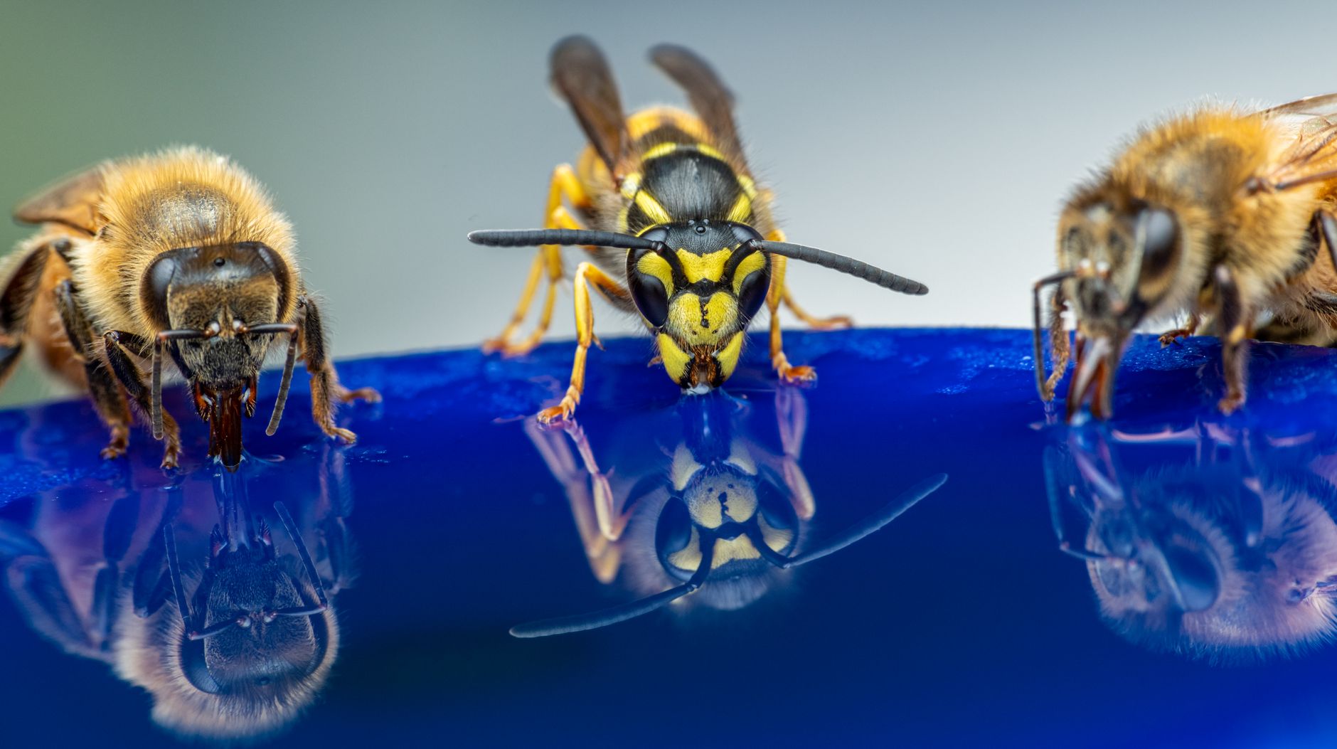 Mosquito control in Aberdeen, OH