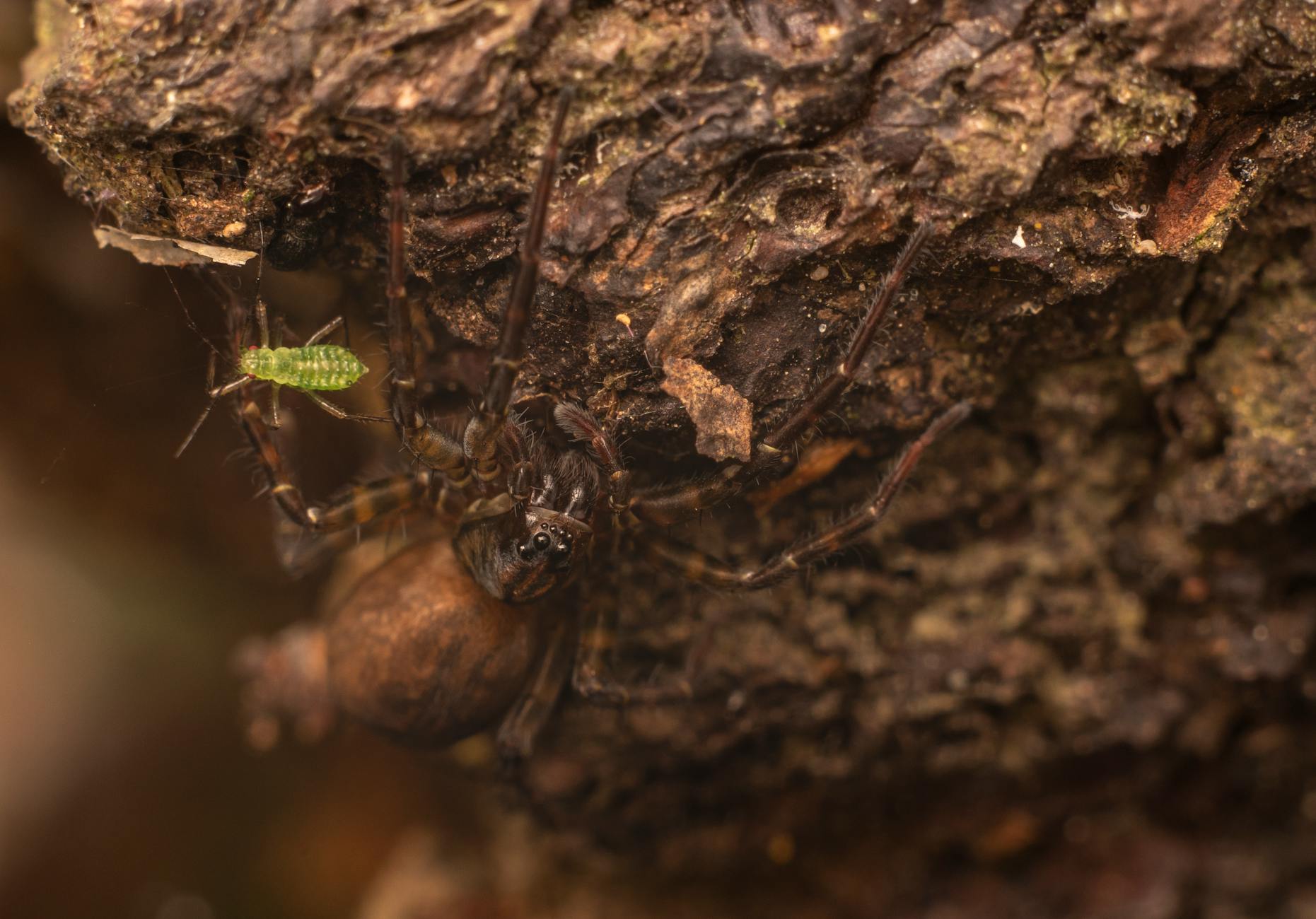 Pest Control service in Los Angeles, CA