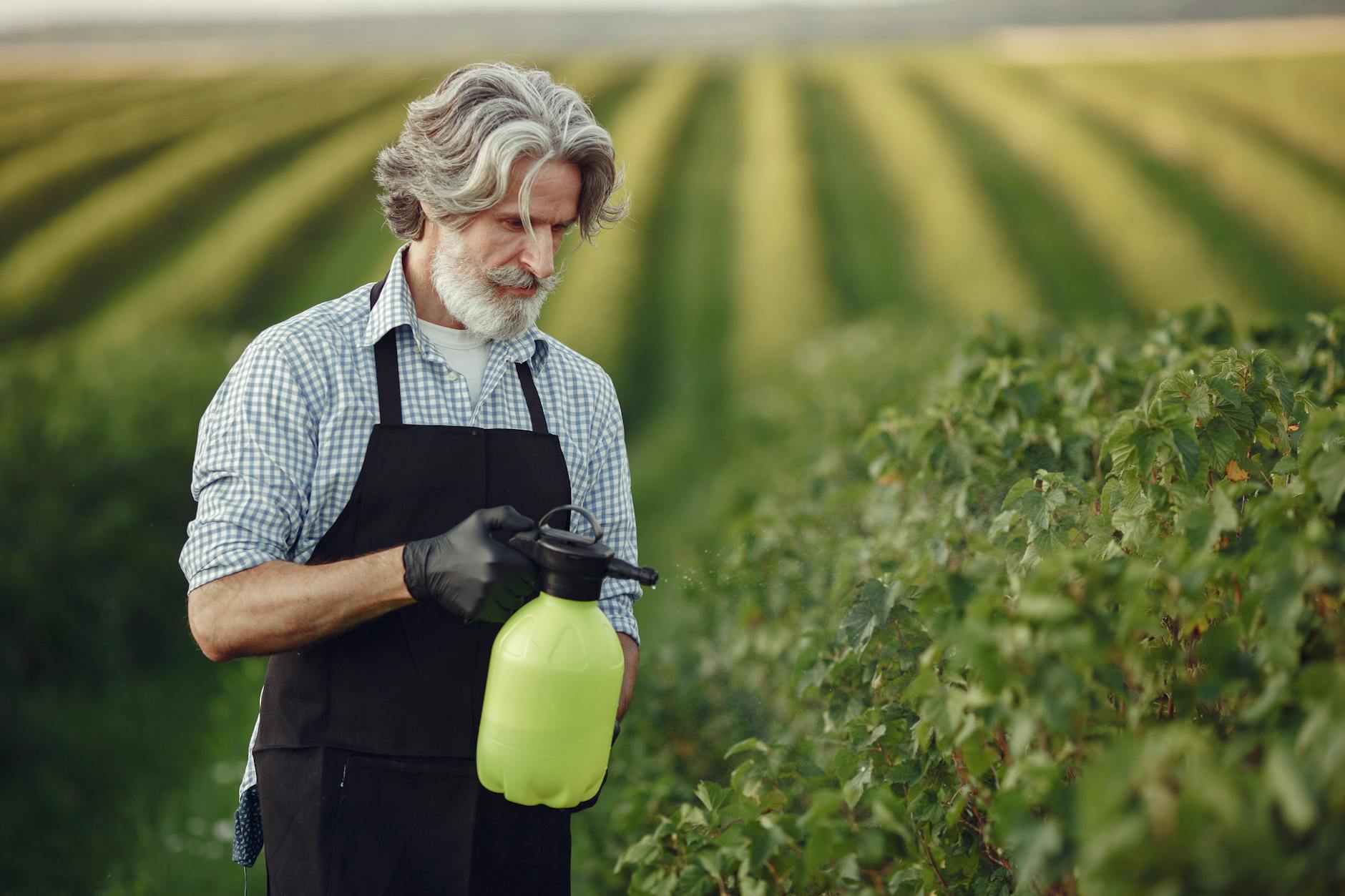 Pest Control service in Pine Knoll Shores, NC