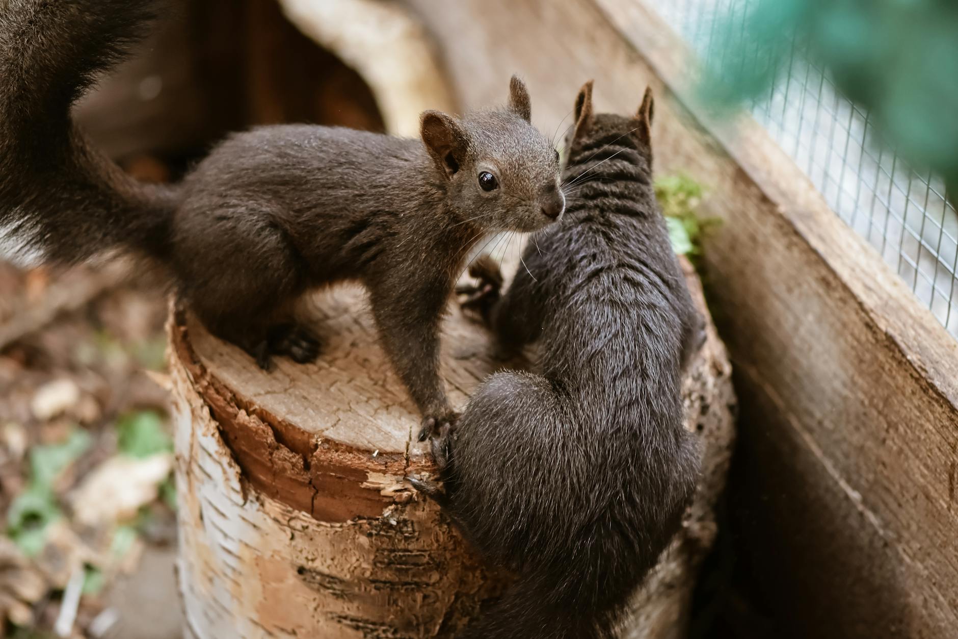 Wildlife removal in Richmond, VA