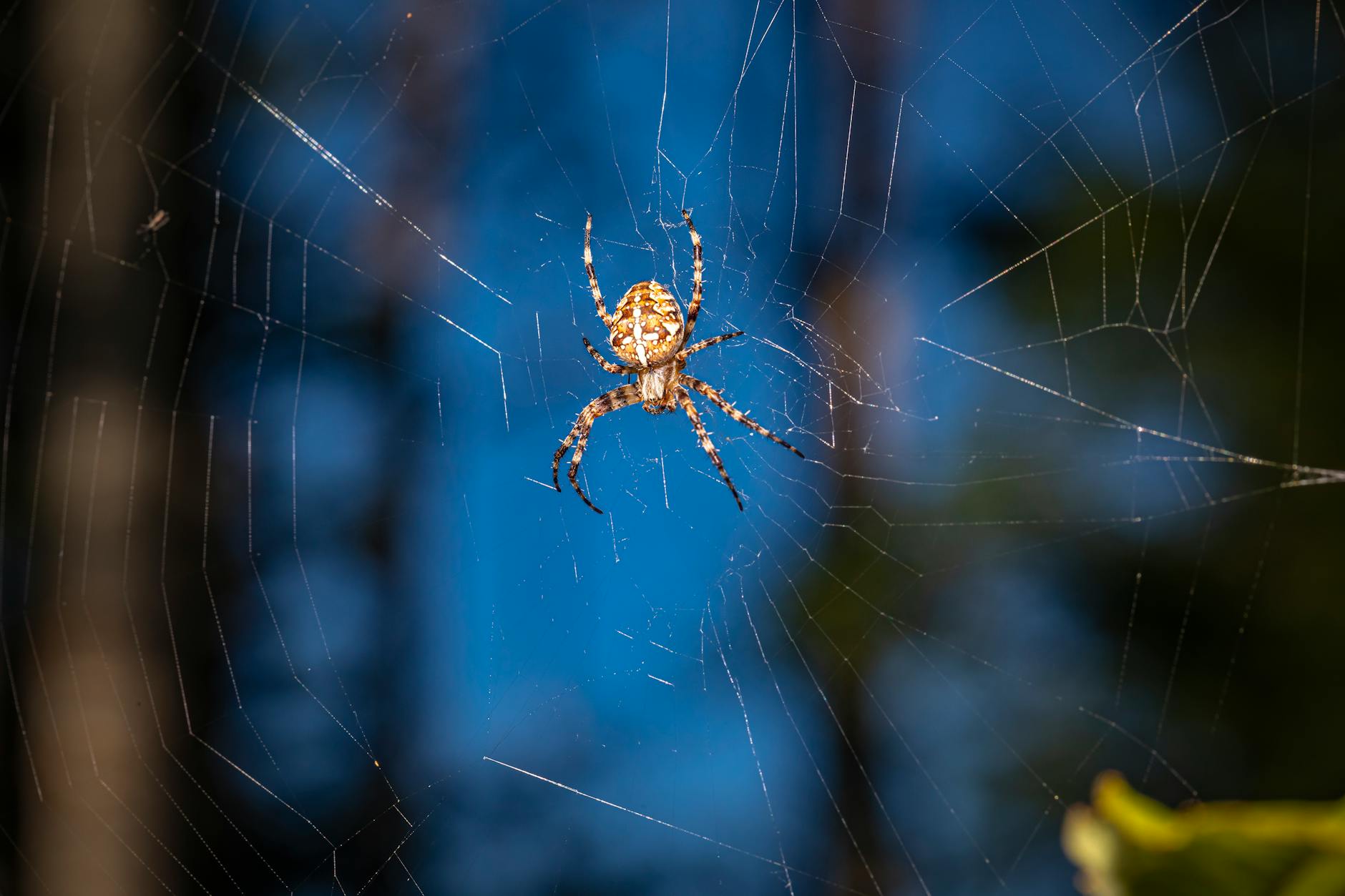 Pest Control service in Avon Lake, OH