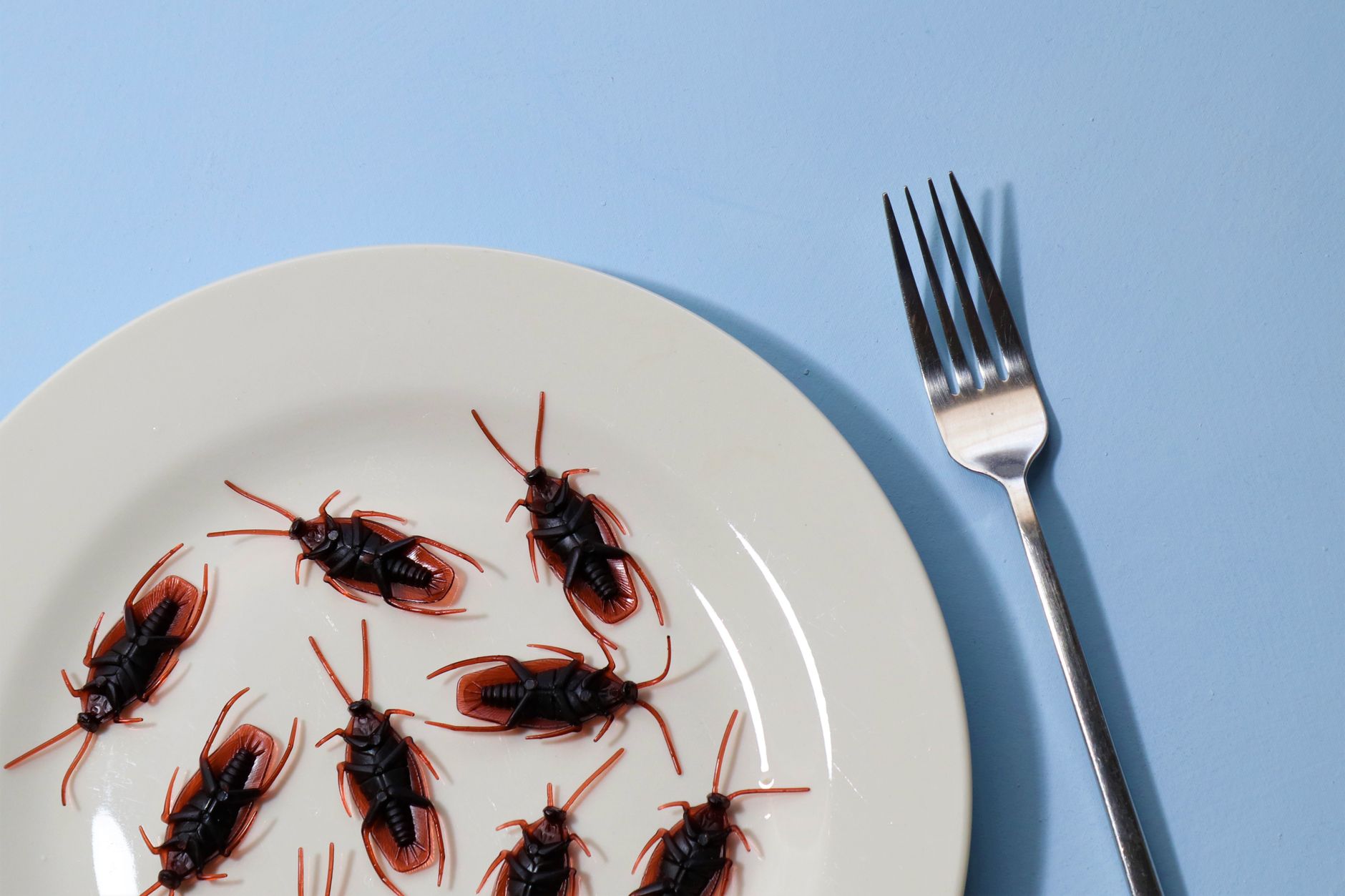 Brantley Pest Control — pest control in Bowmansville, NY
