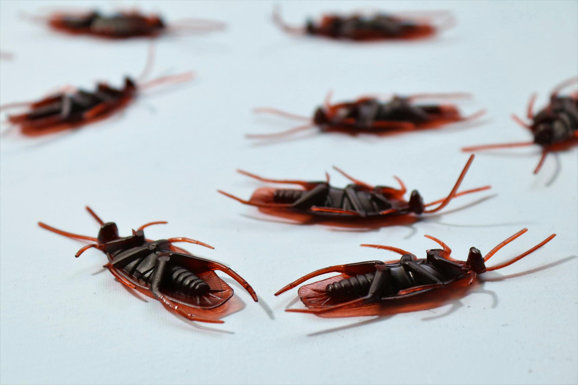Kikers Pest Control — pest control in Chapel Hill, NC