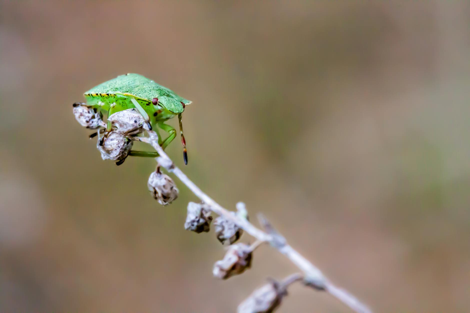 Mosquito control in Sebring, FL
