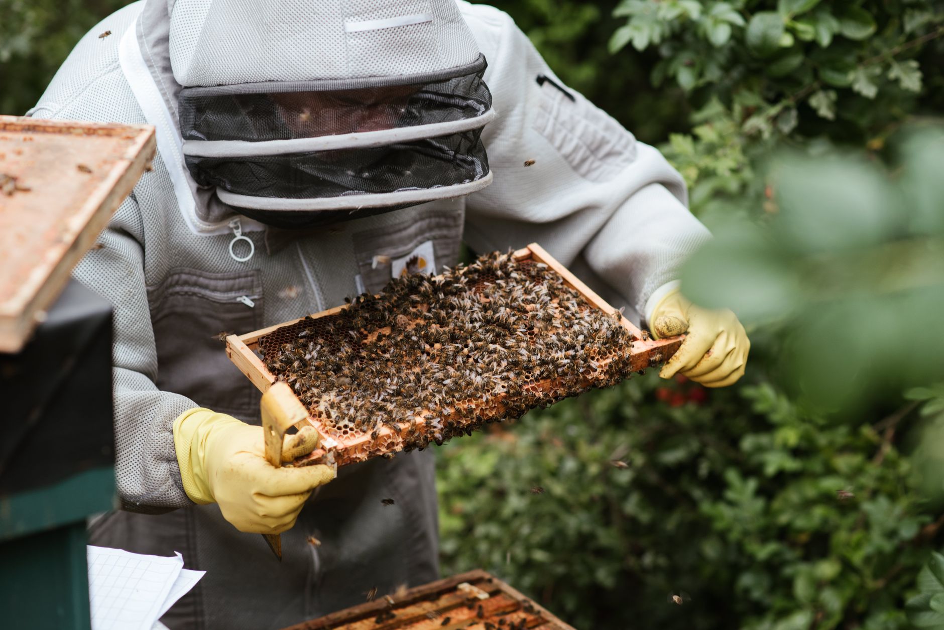 Wildlife removal in Hingham, MA
