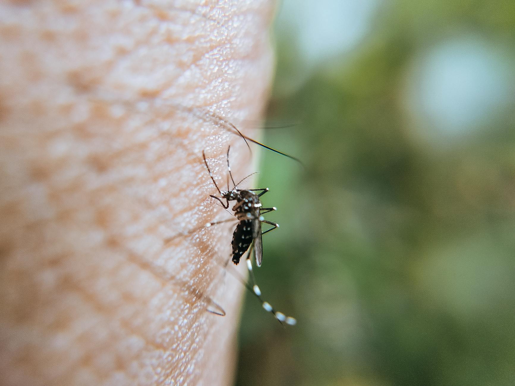Pest Control service in Milwaukee, WI