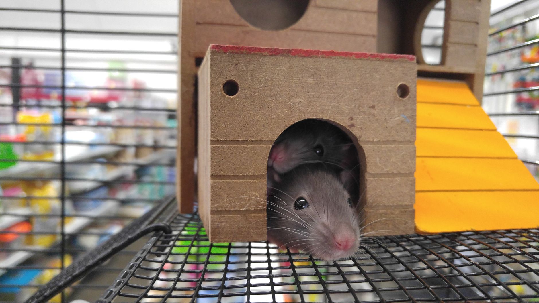 Junior's Pest Control — pest control in Oak Lawn, IL