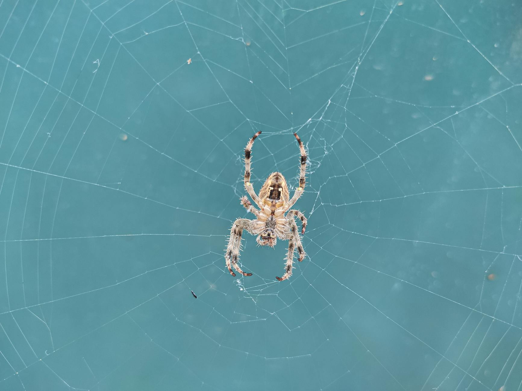 Pest Control service in Brecksville, OH