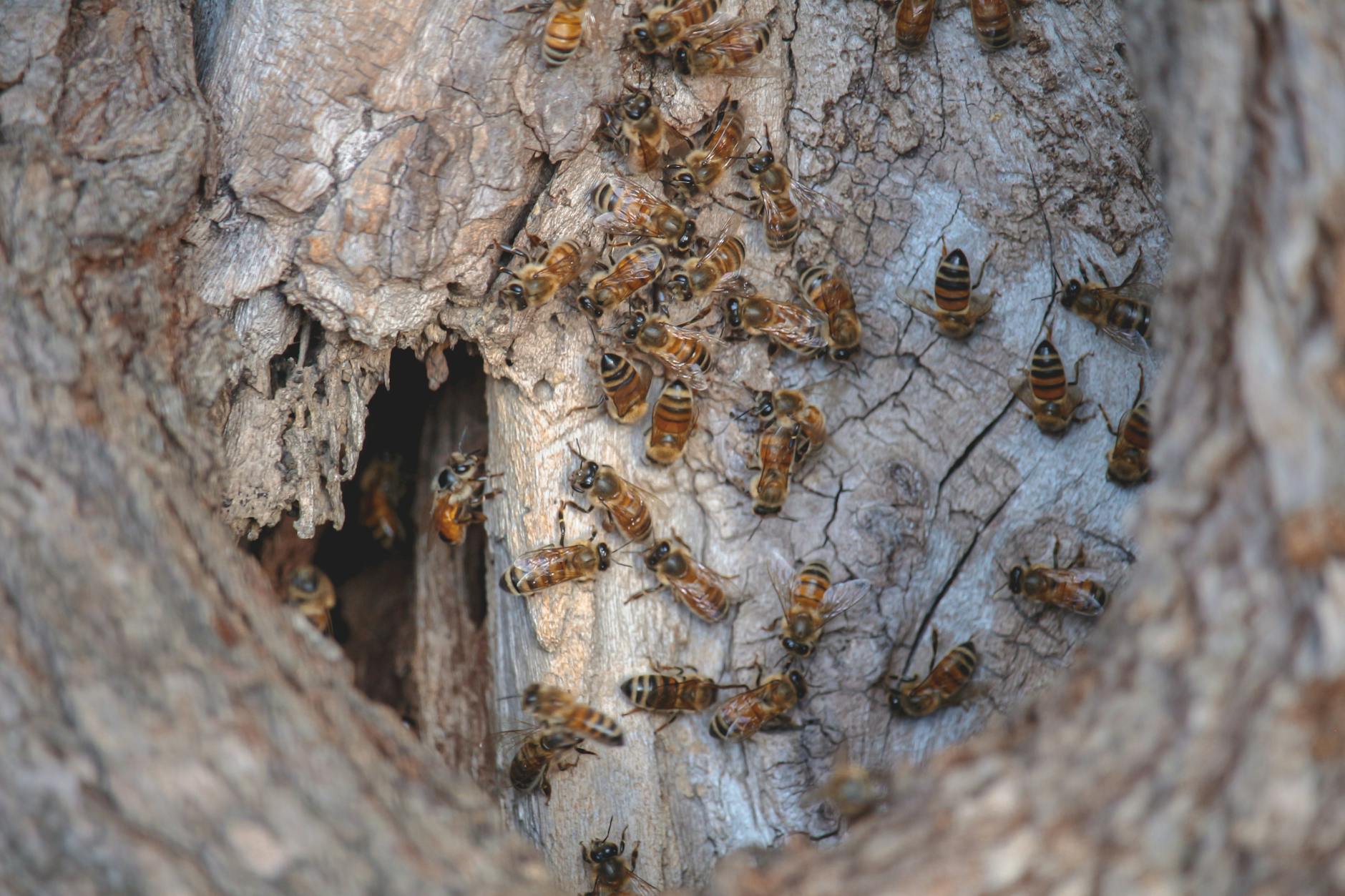 Able Exterminators Inc — pest control in Decatur, IL