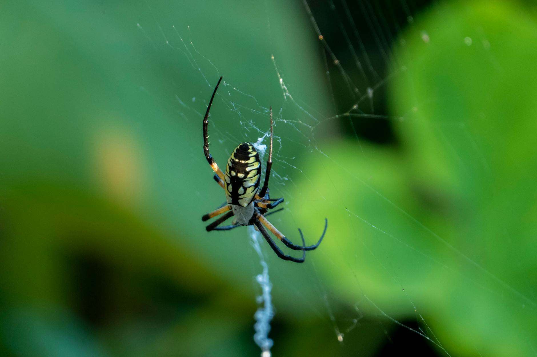 Acnow Termite & Pest Control — pest control in Kansas City, MO