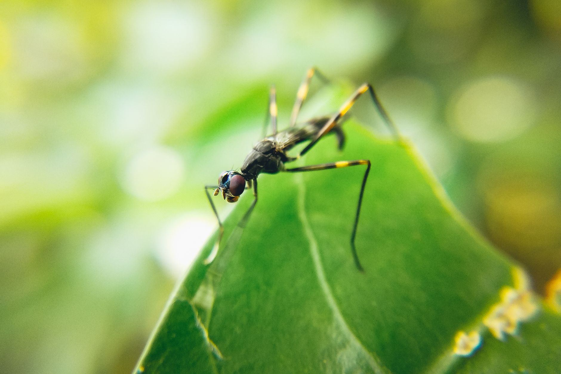 Pest Control service in Oakbrook Terrace, IL