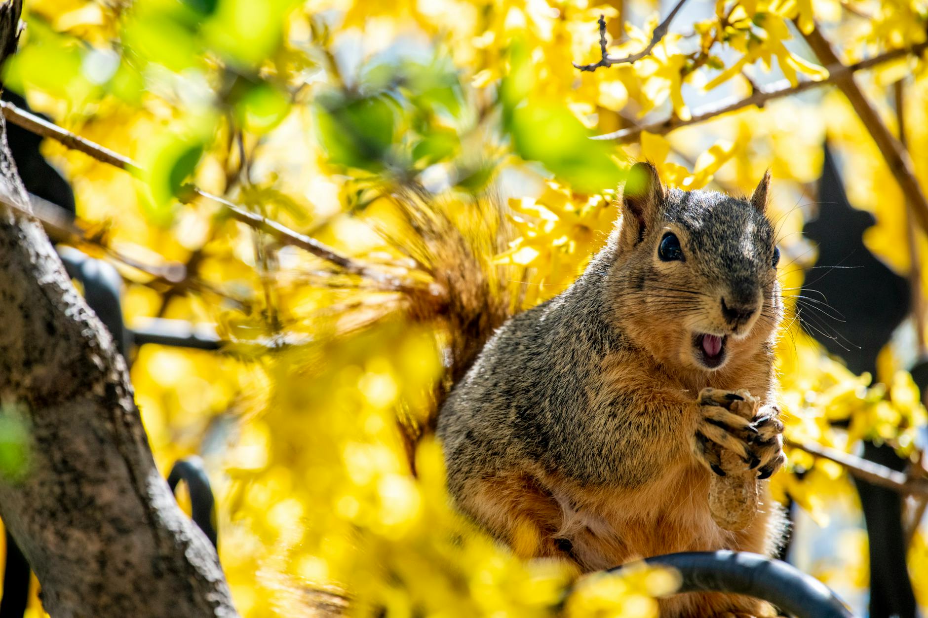 General pest control in Madison Heights, MI