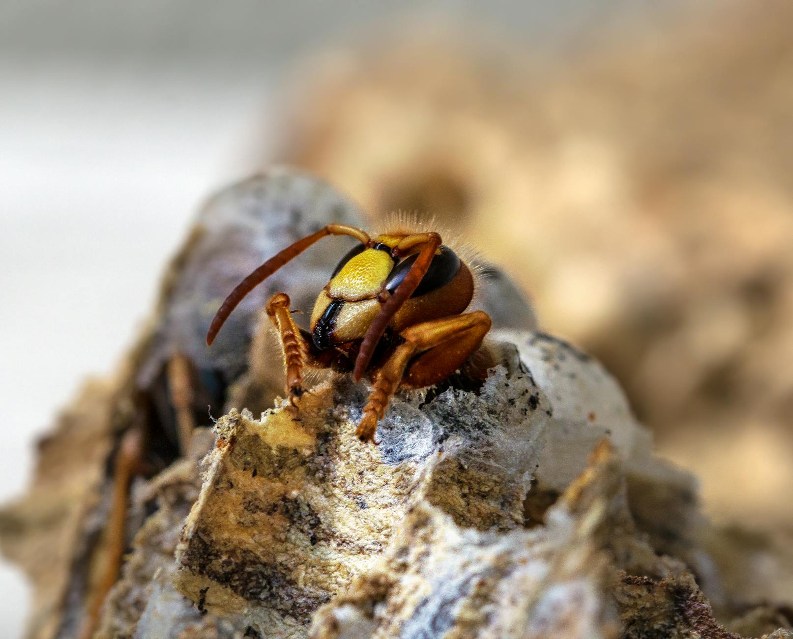 Pest Control service in Lafayette, IN