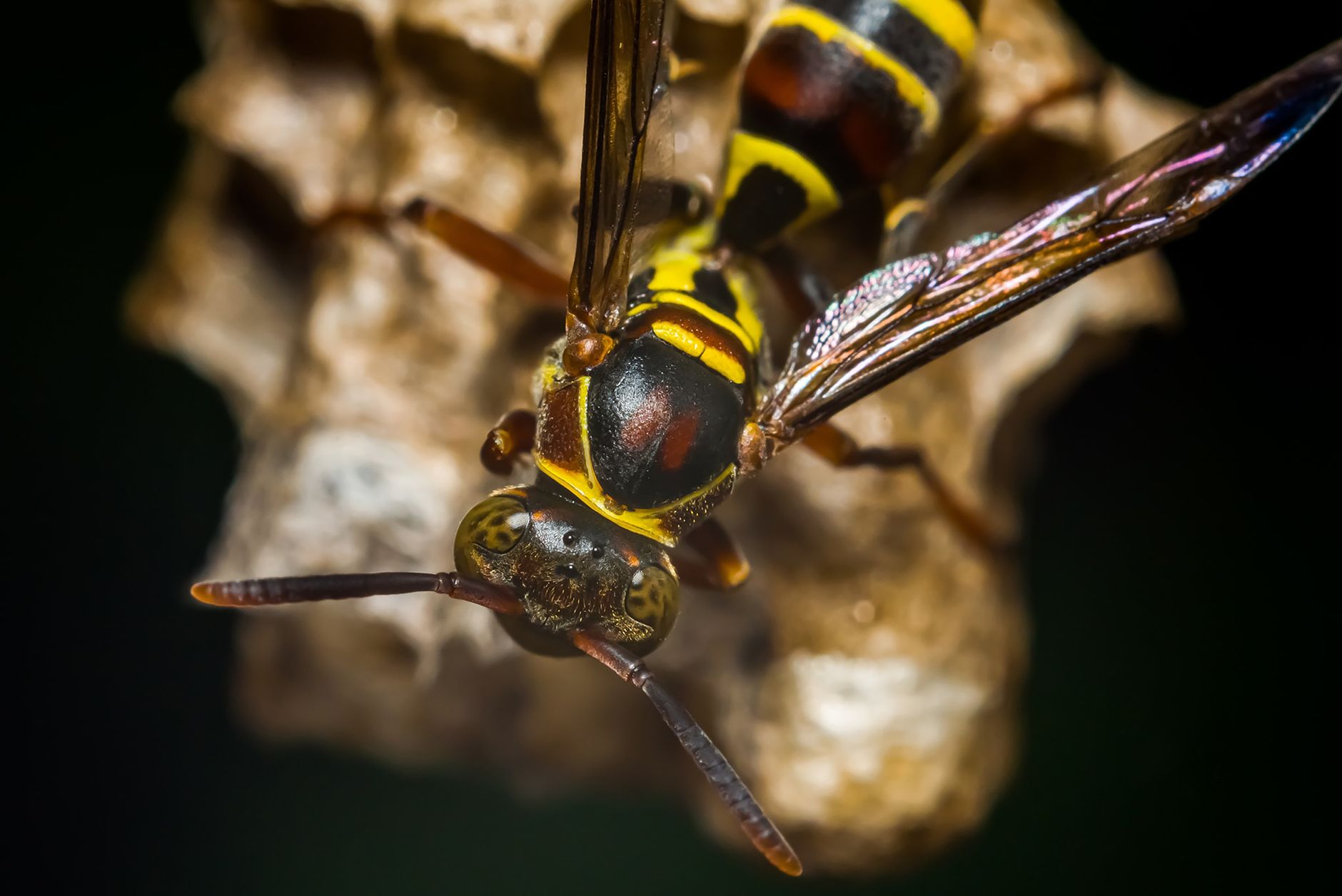Tried and True Termite & Pest Solutions, LLC — pest control in Cincinnati, OH