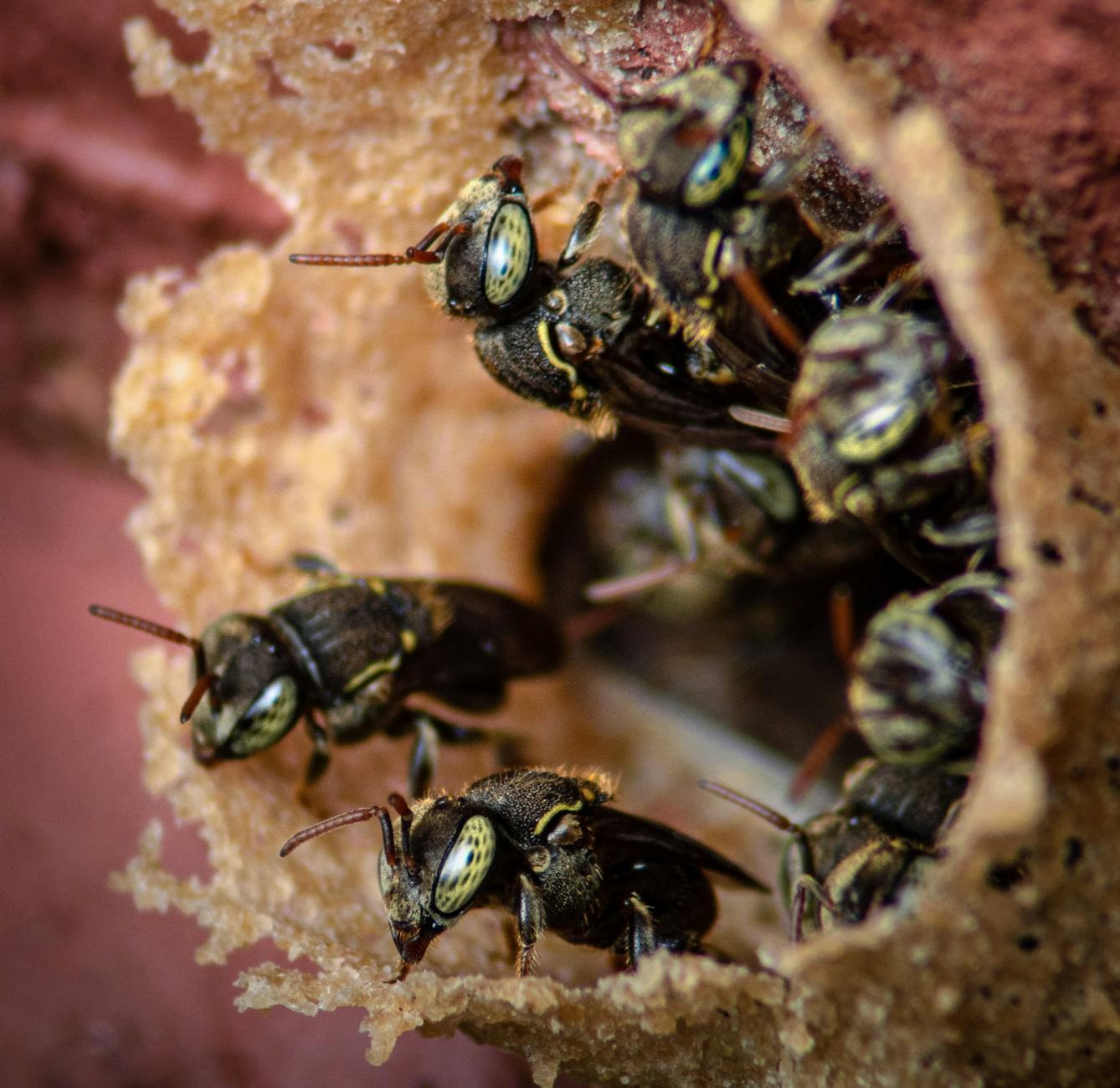 Termite control in Panama City Beach, FL