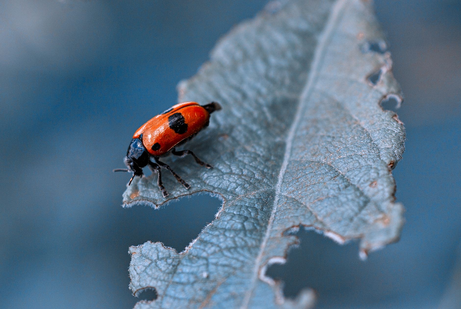 Pest Control service in Centerville, TN