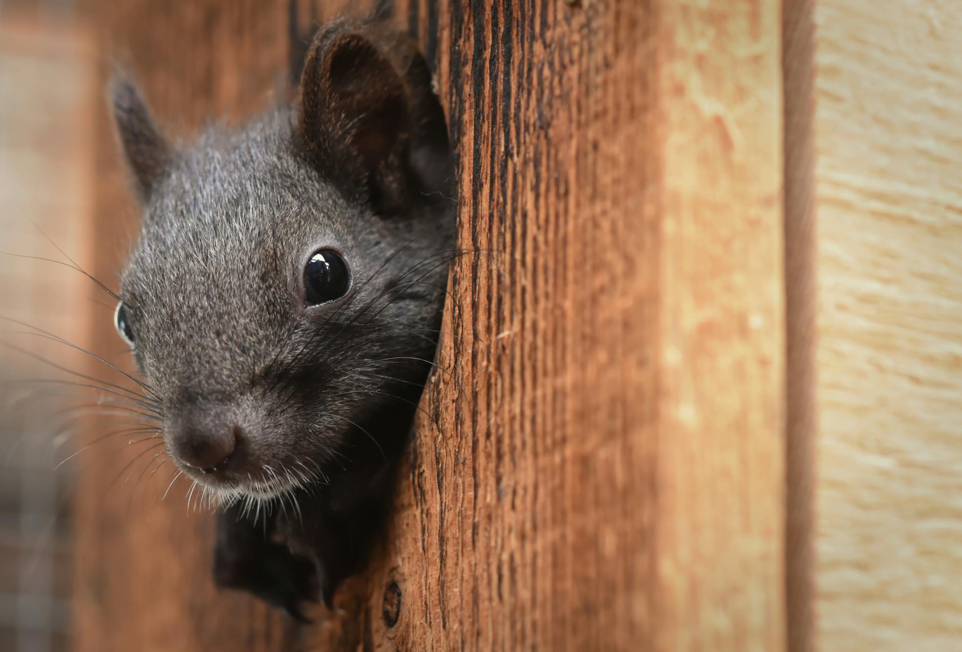 Pest Control service in Nashville, TN