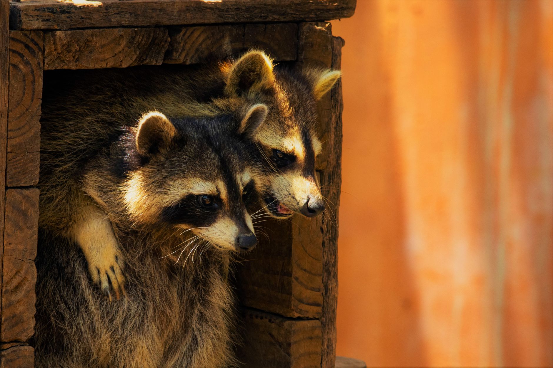 BMI Pest Control Services — pest control in Overland Park, KS