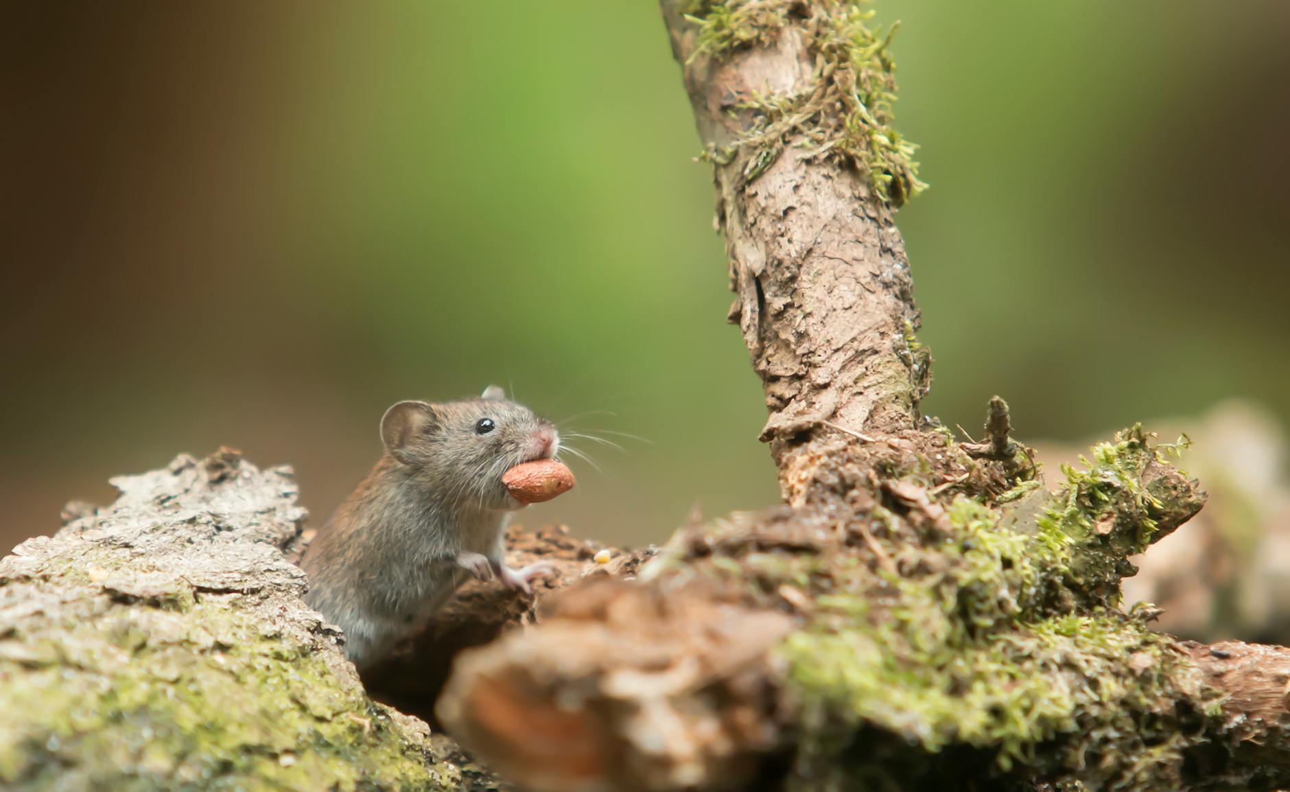 Pest Control service in Willowbrook, IL